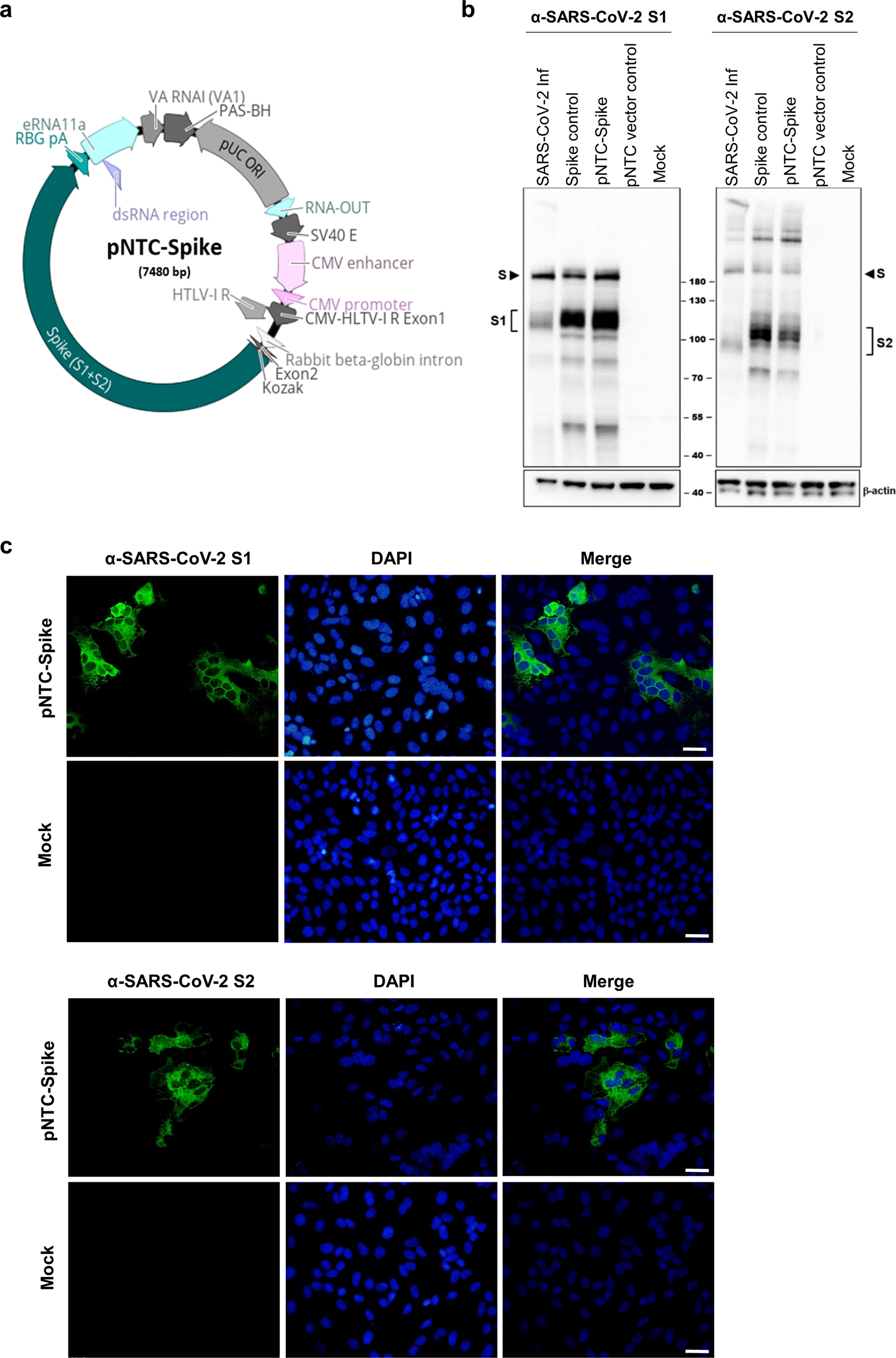 Safety and immunogenicity of INO-4800 DNA vaccine against SARS-CoV