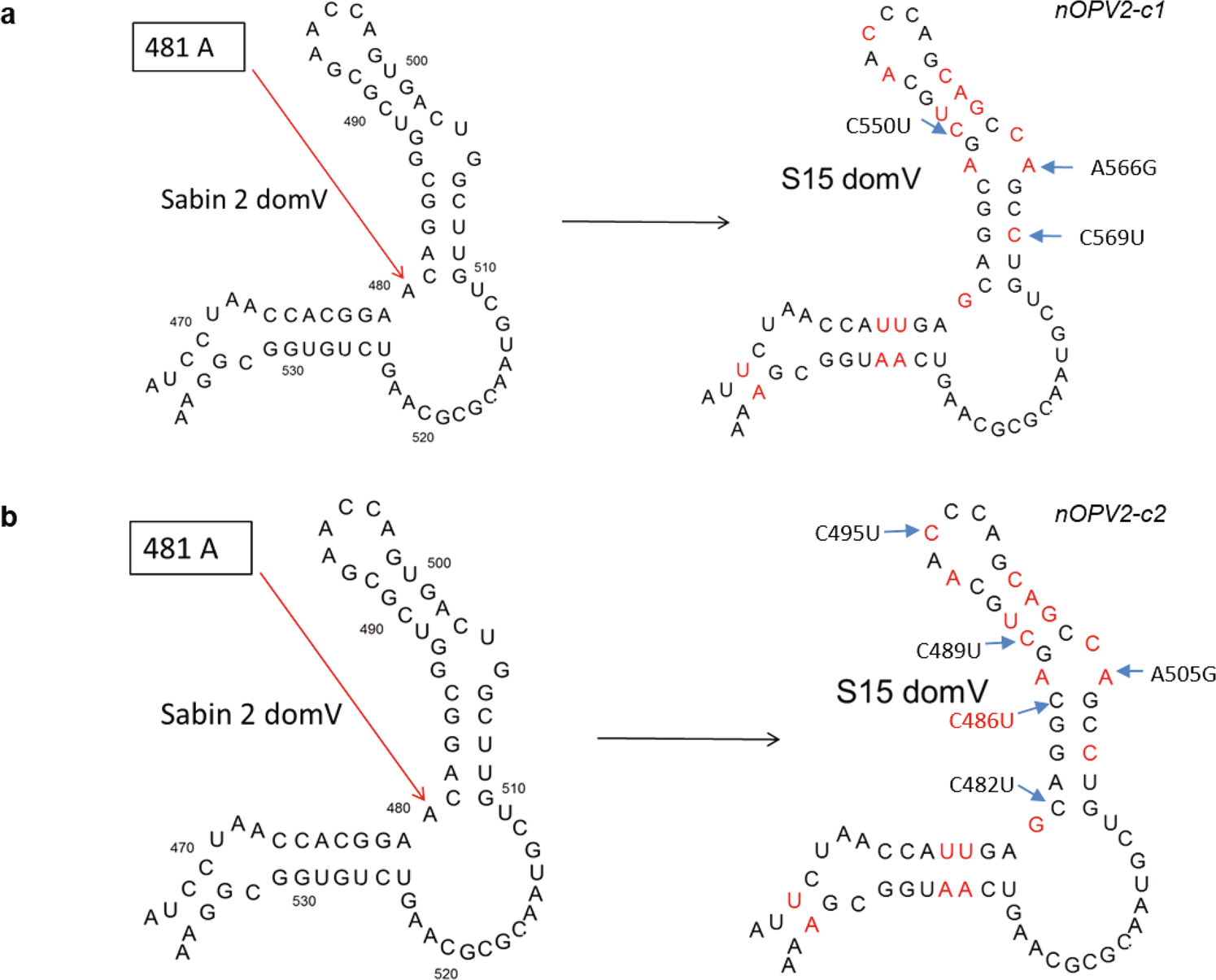 Fig. 6: Polymorphisms in predicted RNA secondary structure of S15 domain V.