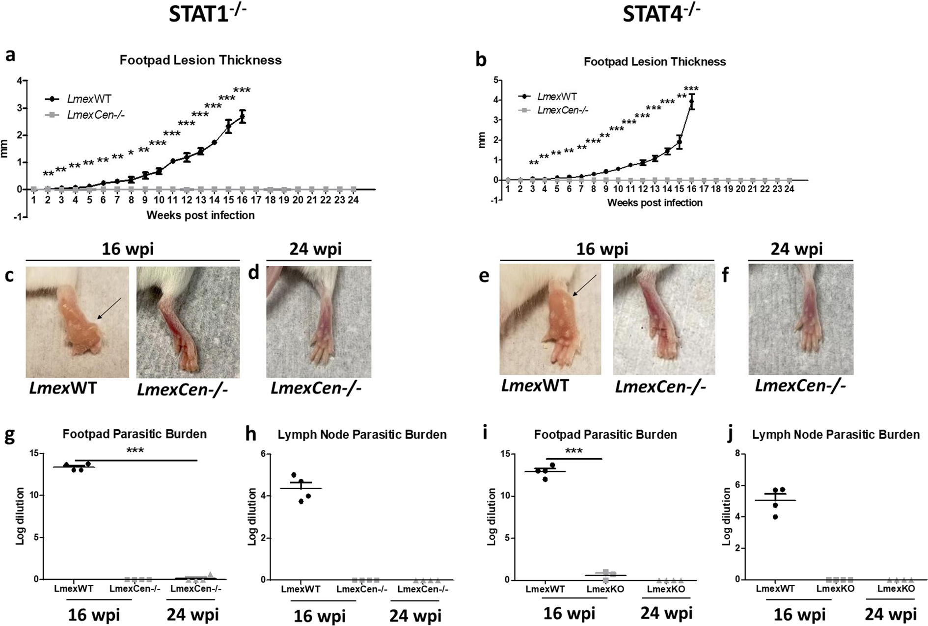 Fig. 3: LmexCen−/− parasites do not lead to lesion development in immunocompromised mice.