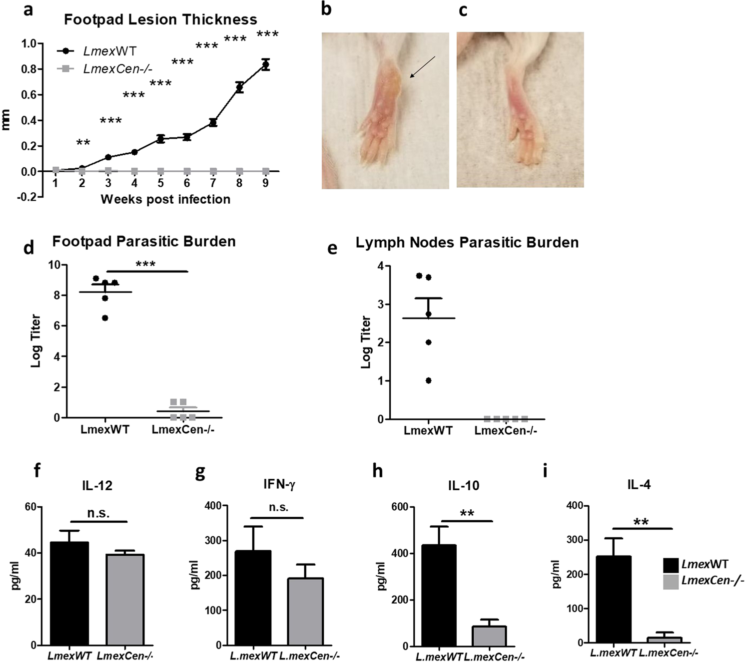 Fig. 4: LmexCen−/− parasites do not cause lesions and induce a protective immune response in vivo.