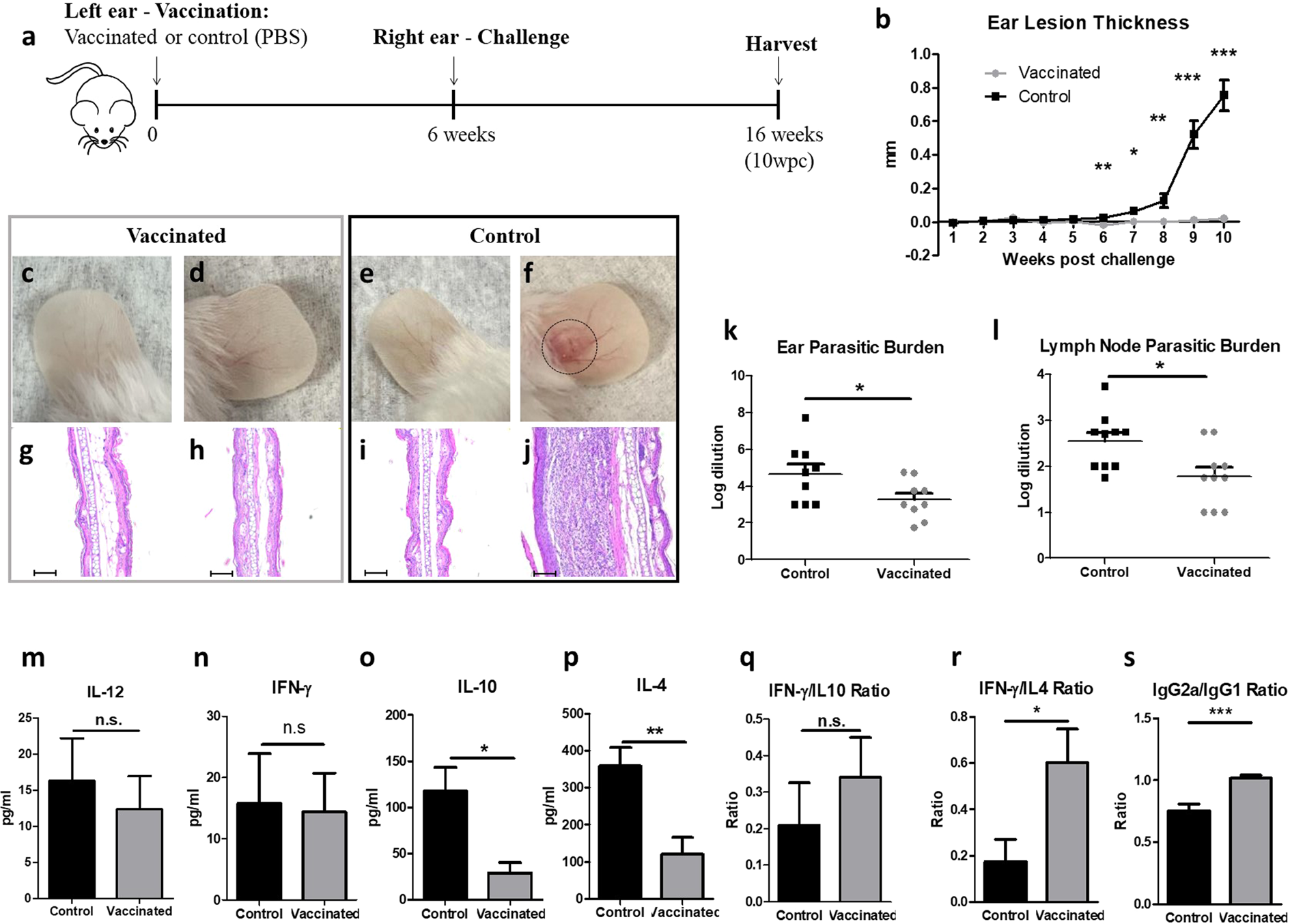 Fig. 6: LmexCen−/− immunization mediates protection against challenge with LmexWT in BALB/c mice.