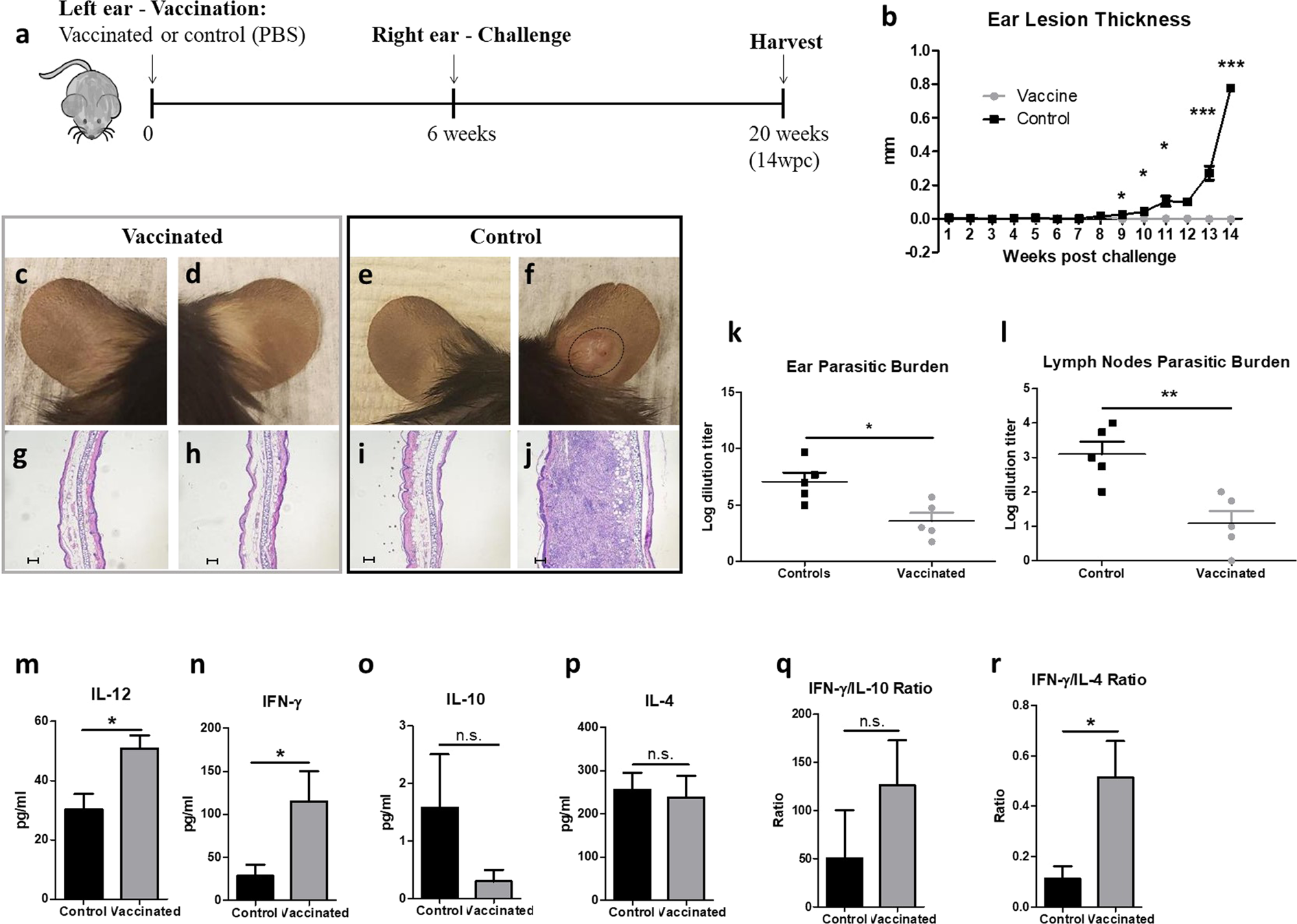 Fig. 8: LmexCen−/− immunization mediates protection against challenge with LmexWT in C57BL/6.