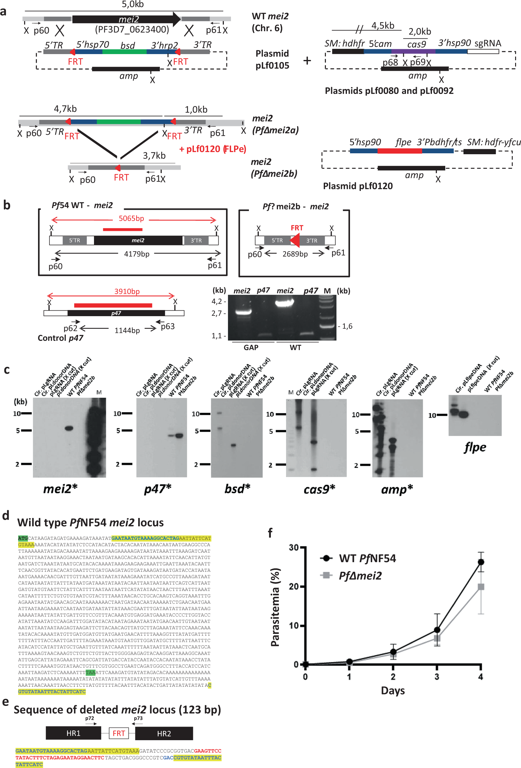 Creation and preclinical evaluation of genetically attenuated malaria  parasites arresting growth late in the liver | npj Vaccines