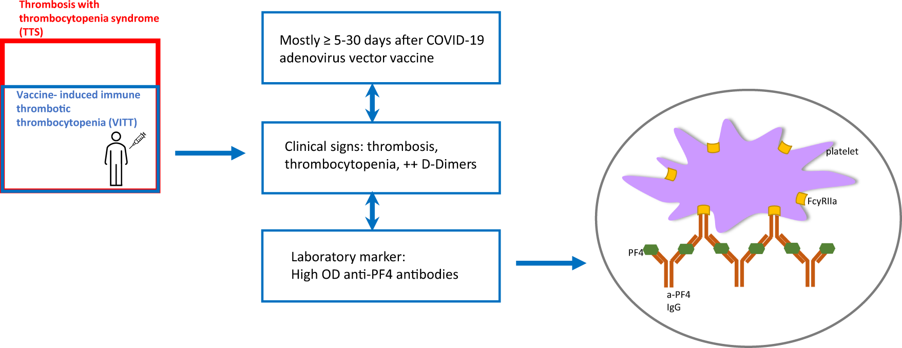 Understanding thrombosis with thrombocytopenia syndrome after COVID-19  vaccination | npj Vaccines