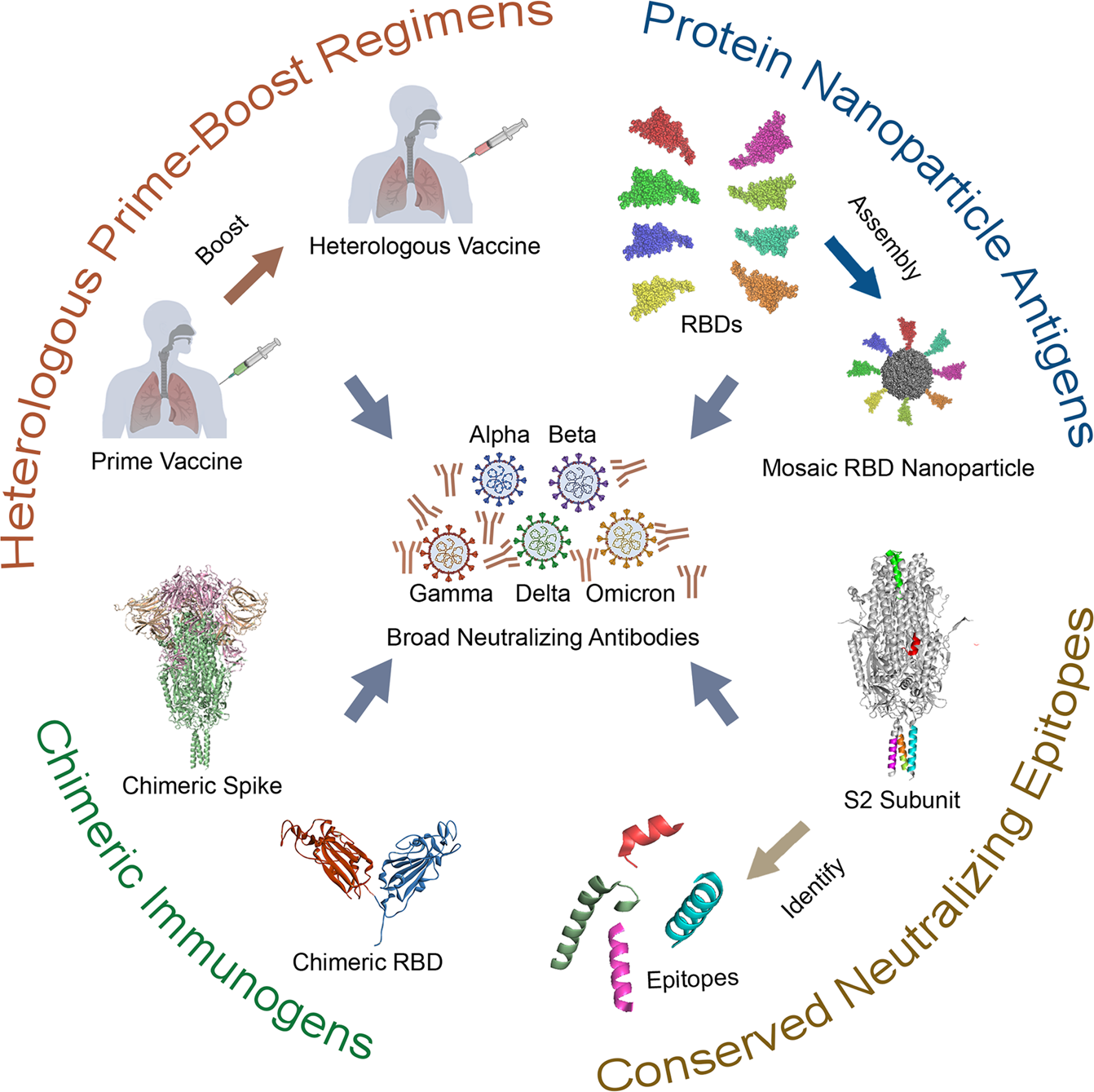 Fig. 6: Four strategies in SARS-CoV-2 universal vaccine design.