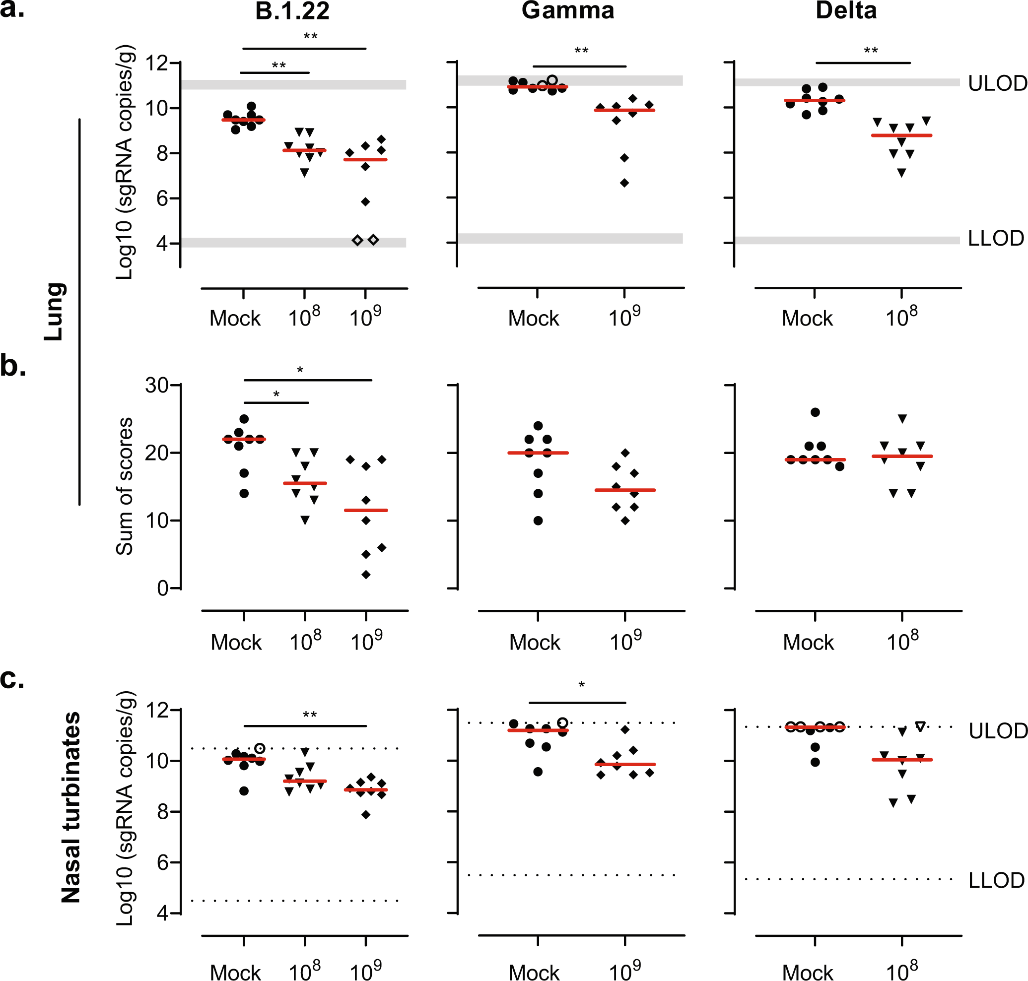 Fig. 2: Ad26.COV2.S reduces the viral load and lung histopathology after challenge with SARS-CoV-2 B.1.22, Gamma and Delta.