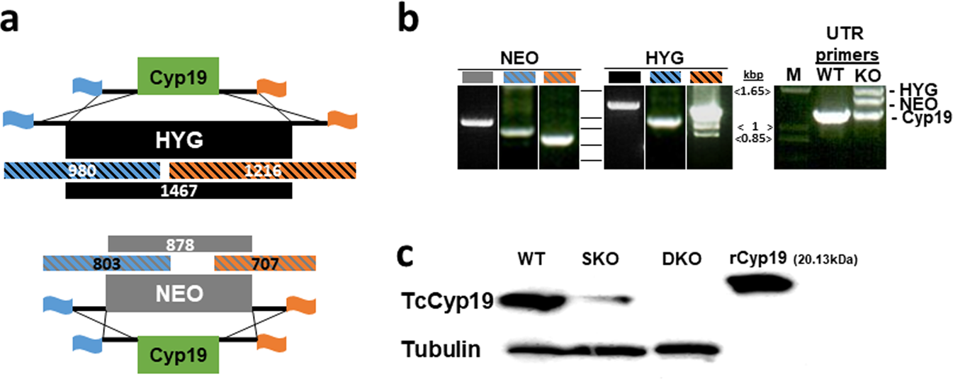 Indices measuring triatomine prevention practices related to (A) rodent