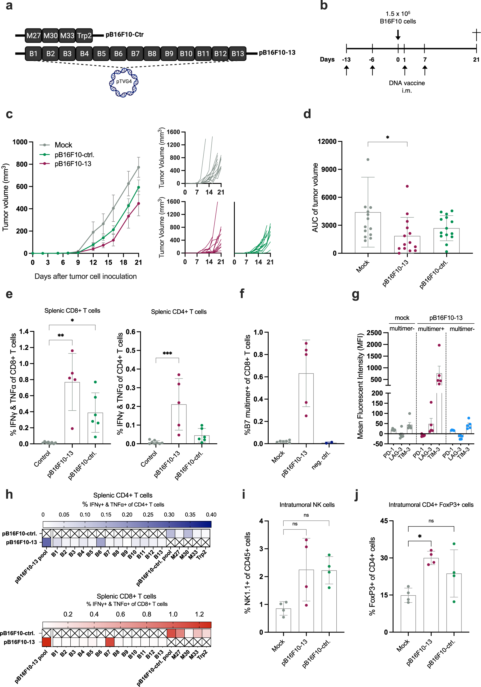 Fig. 7: DNA encoding top 13 neoepitopes induces delay of tumor growth in an additional model.