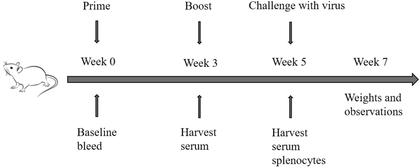 Fig. 3: Experimental plan: vaccines, immunizations and challenge studies.