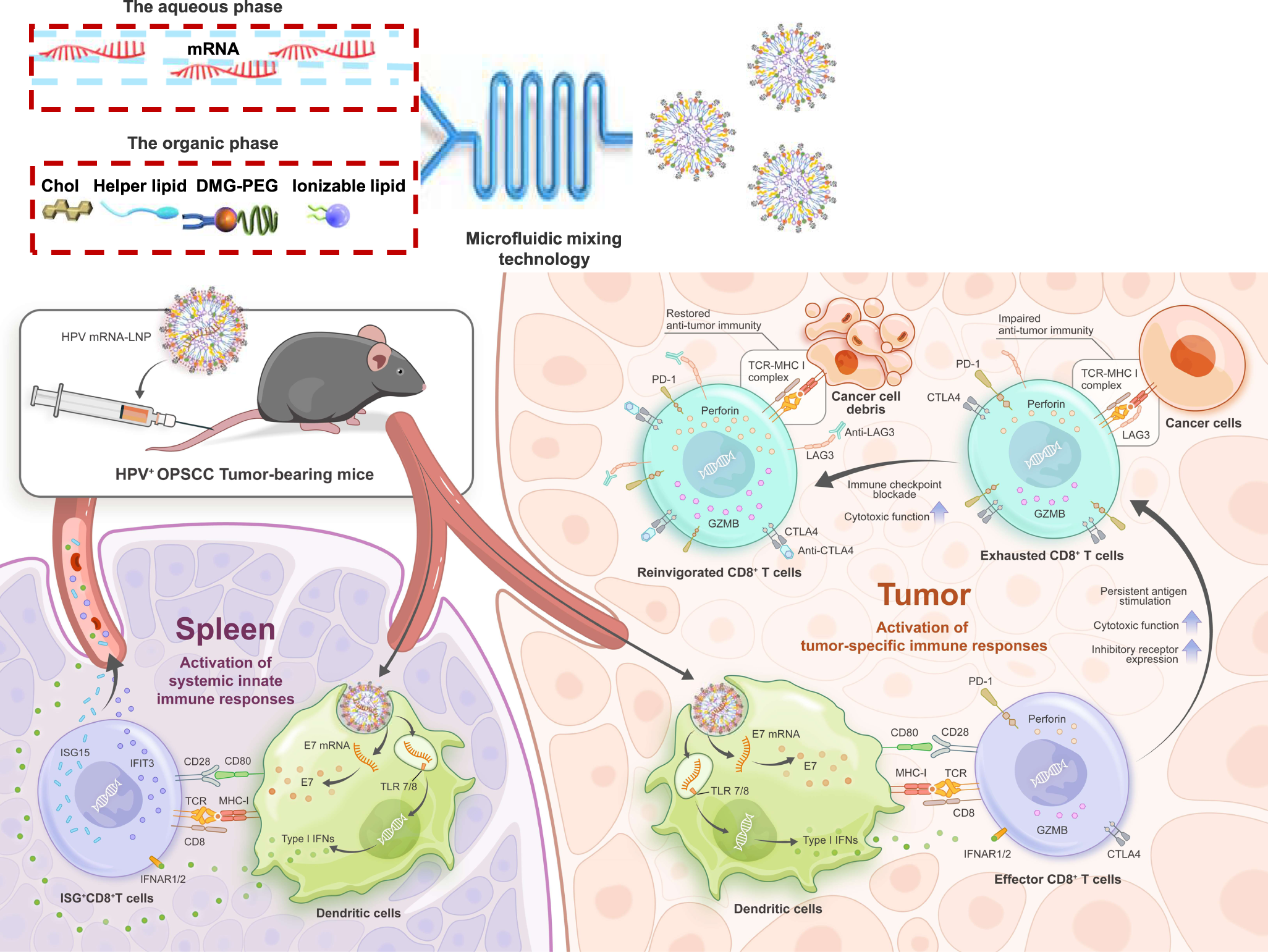 mRNA-LNP vaccination-based immunotherapy augments CD8+ T cell responses  against HPV-positive oropharyngeal cancer | npj Vaccines