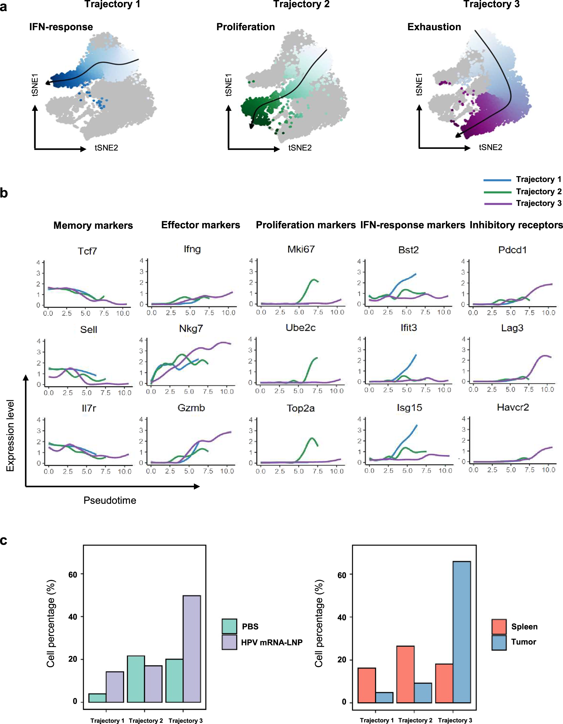 Fig. 5: HPV mRNA-LNP vaccination drives the functional commitment of CD8+ T cells through IFN-response and exhaustion trajectories.