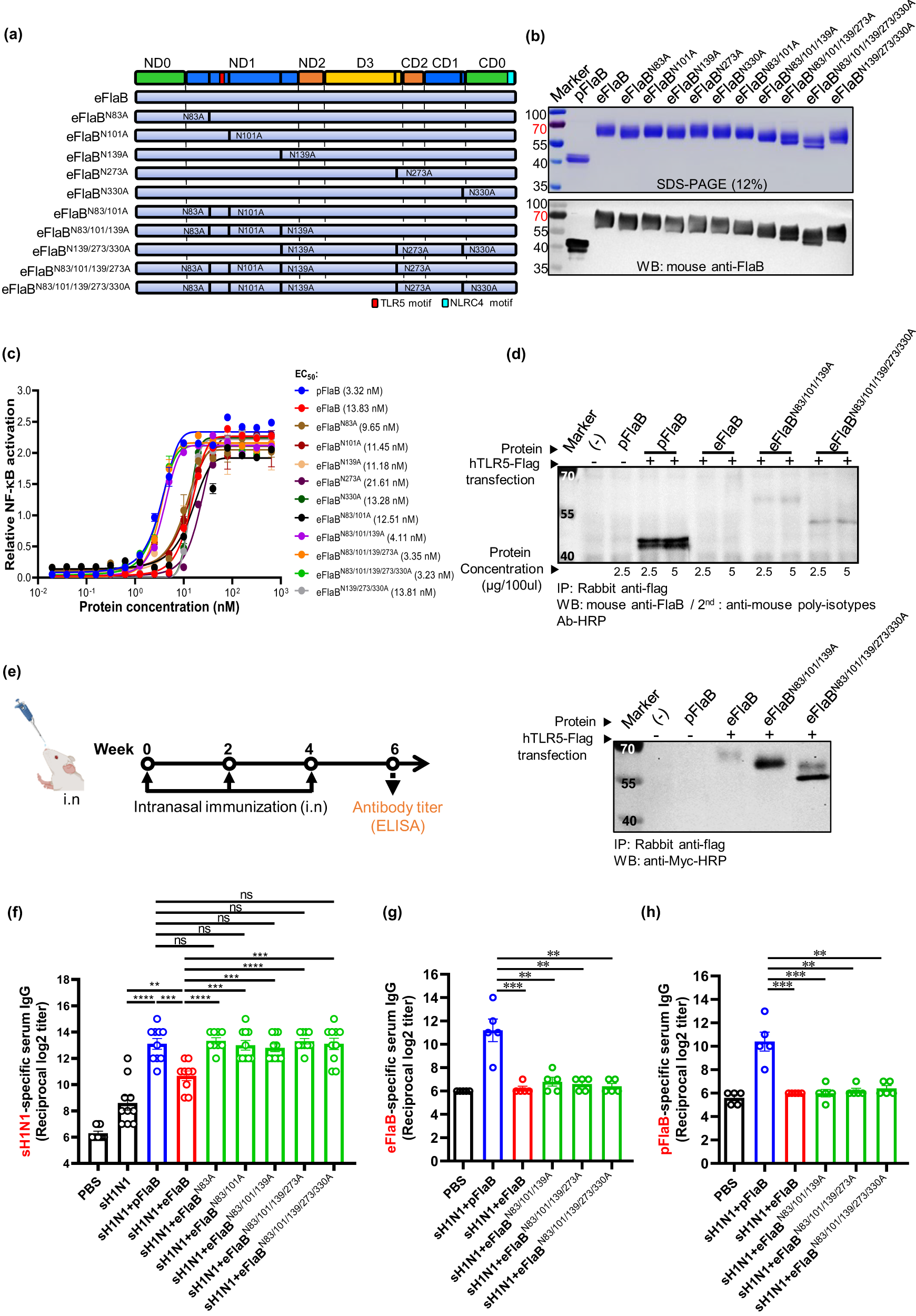 Fig. 2: Deglycosylation of eukaryotic-expressed FlaB restores TLR5 stimulation and adjuvanticity.