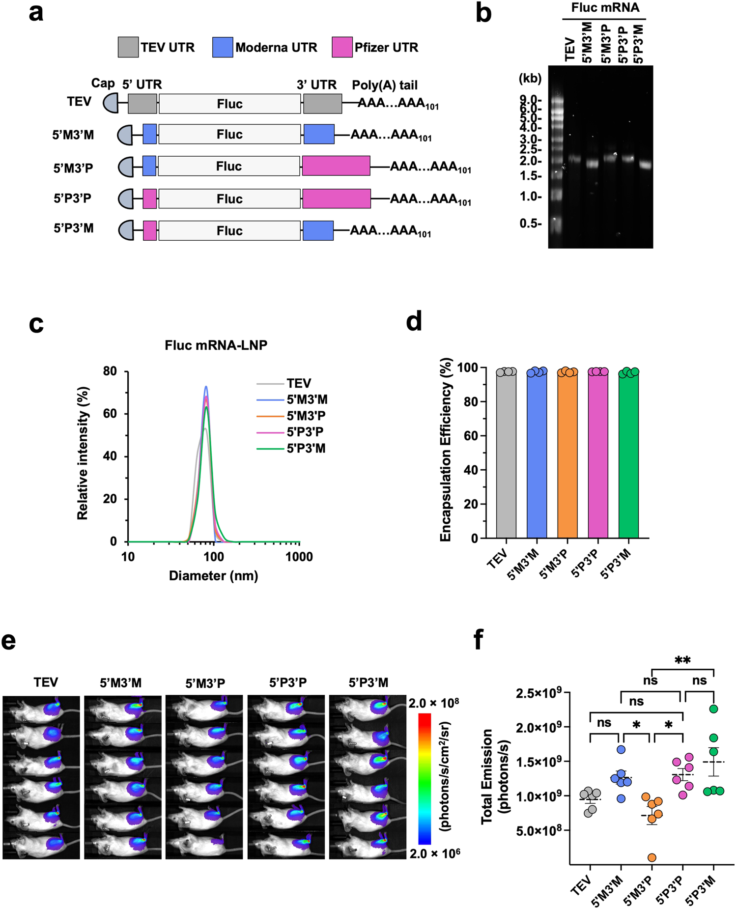Fig. 5: UTRs from Moderna and Pfizer-BioNTech mRNA differentially contribute to translation.