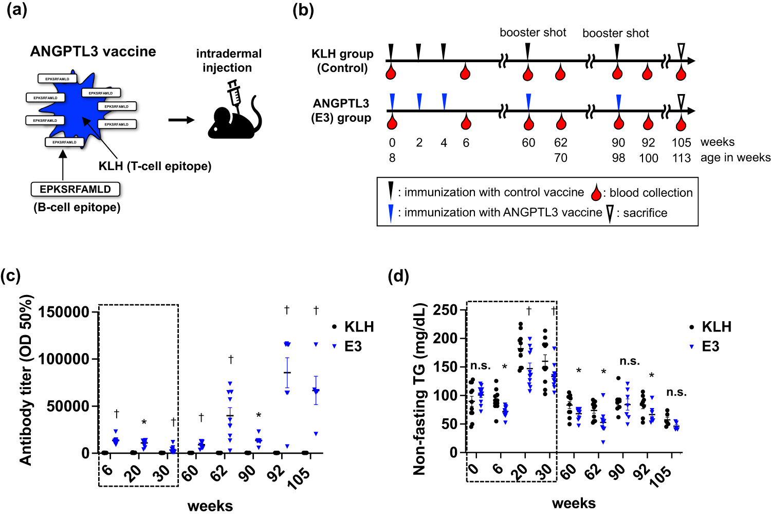 Fig. 1: Study protocol and efficacy of the ANGPTL3 vaccine against circulating triglyceride levels in C57BL/6 J mice fed a normal diet.