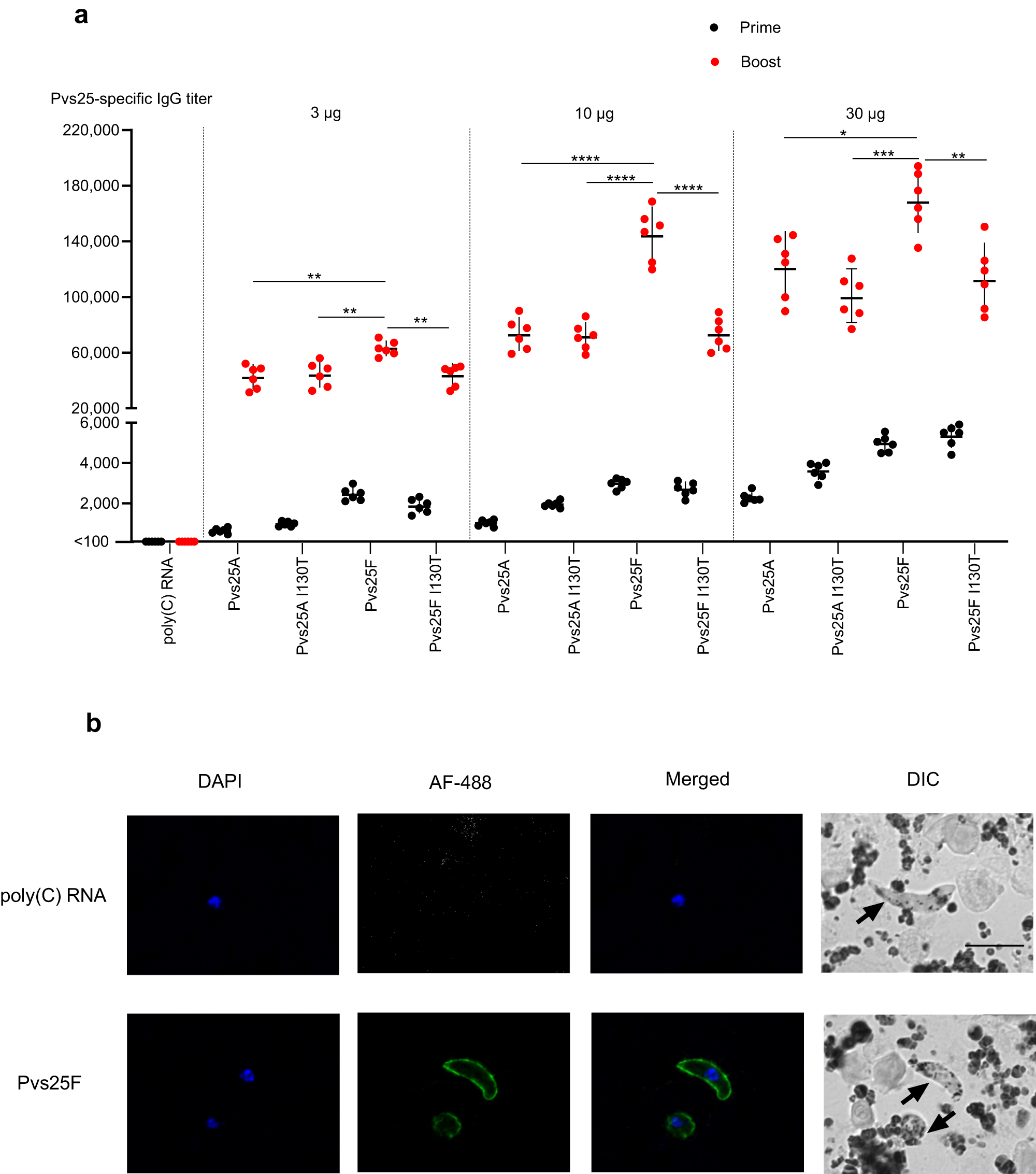 Fig. 2: Nucleoside-modified Pvs25 mRNA–LNPs induce antigen-specific antibodies that recognize the native antigen.