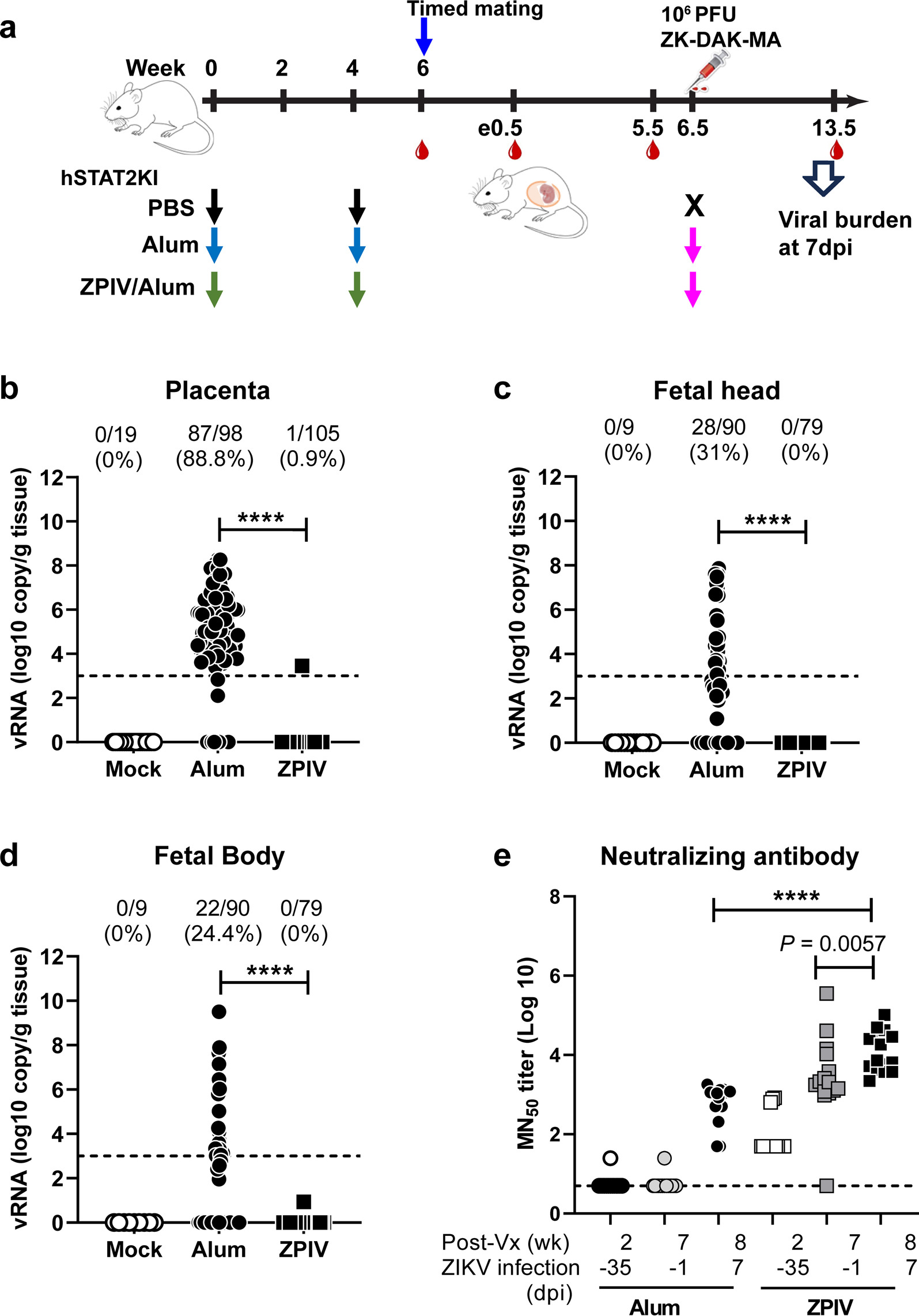Fig. 1: Prevention of vertical transmission by ZPIV in pregnant hSTAT2KI mice.