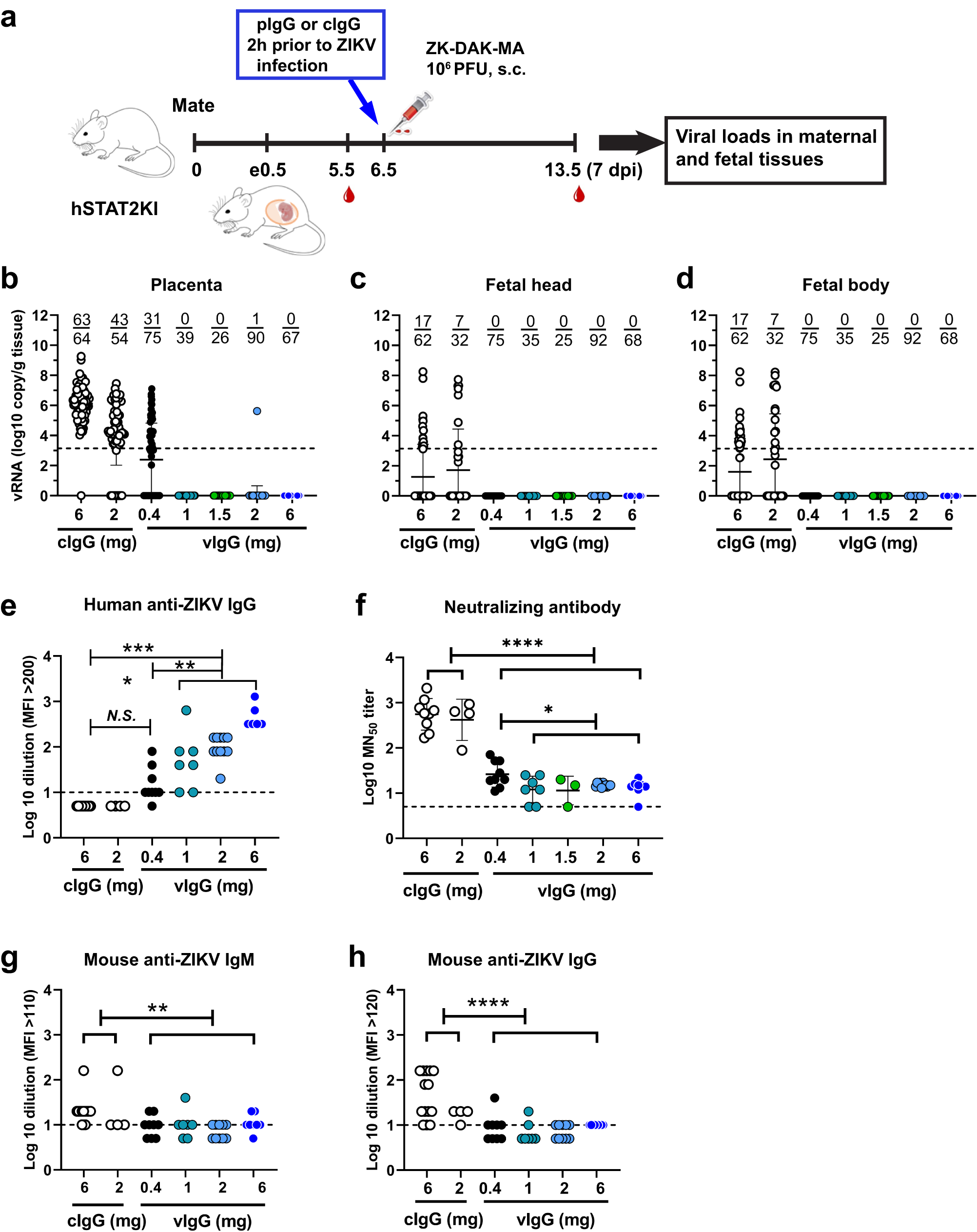 Fig. 5: Passive antibody transfer prevents prenatal ZIKV infection.