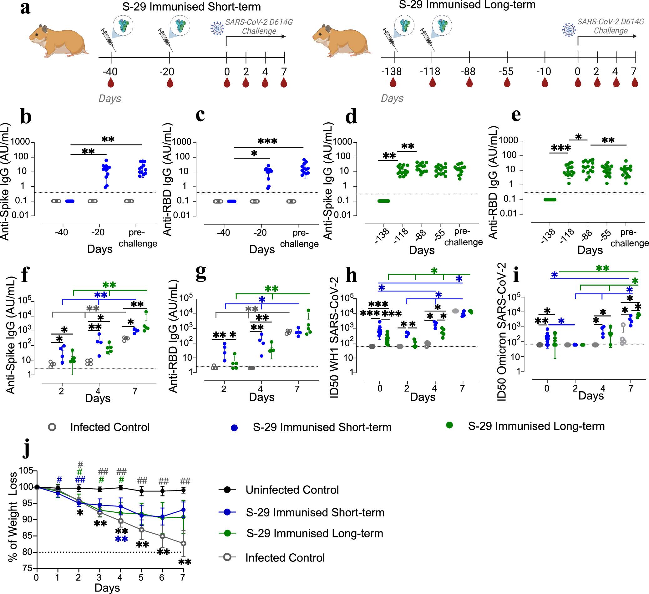 Fig. 4: Study design, weight evolution and humoral immune responses of SARS-CoV-2 inoculated golden Syrian hamsters (GSH).