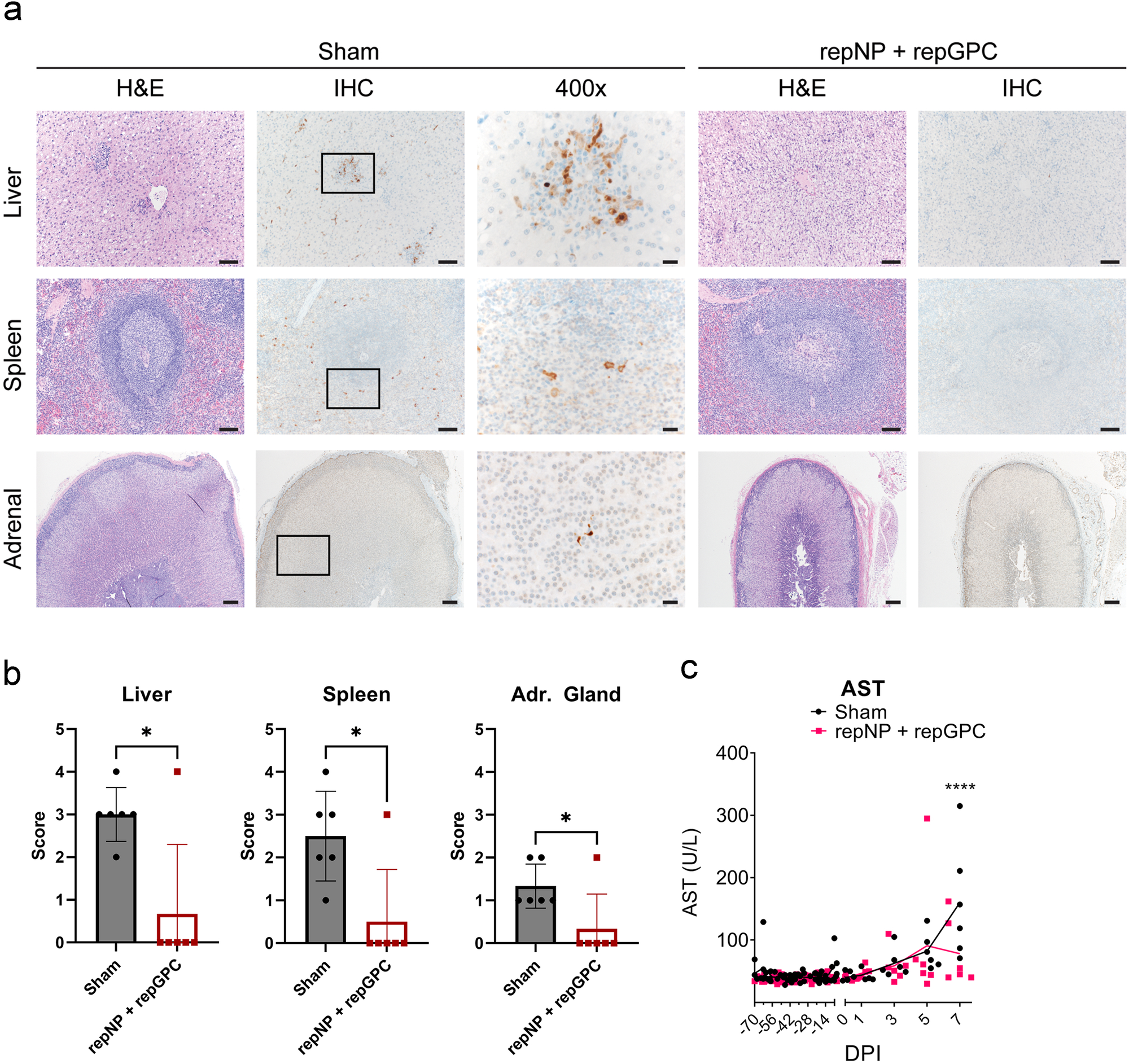 Fig. 4: Vaccination protects against pathology and viral replication in the liver and spleen.