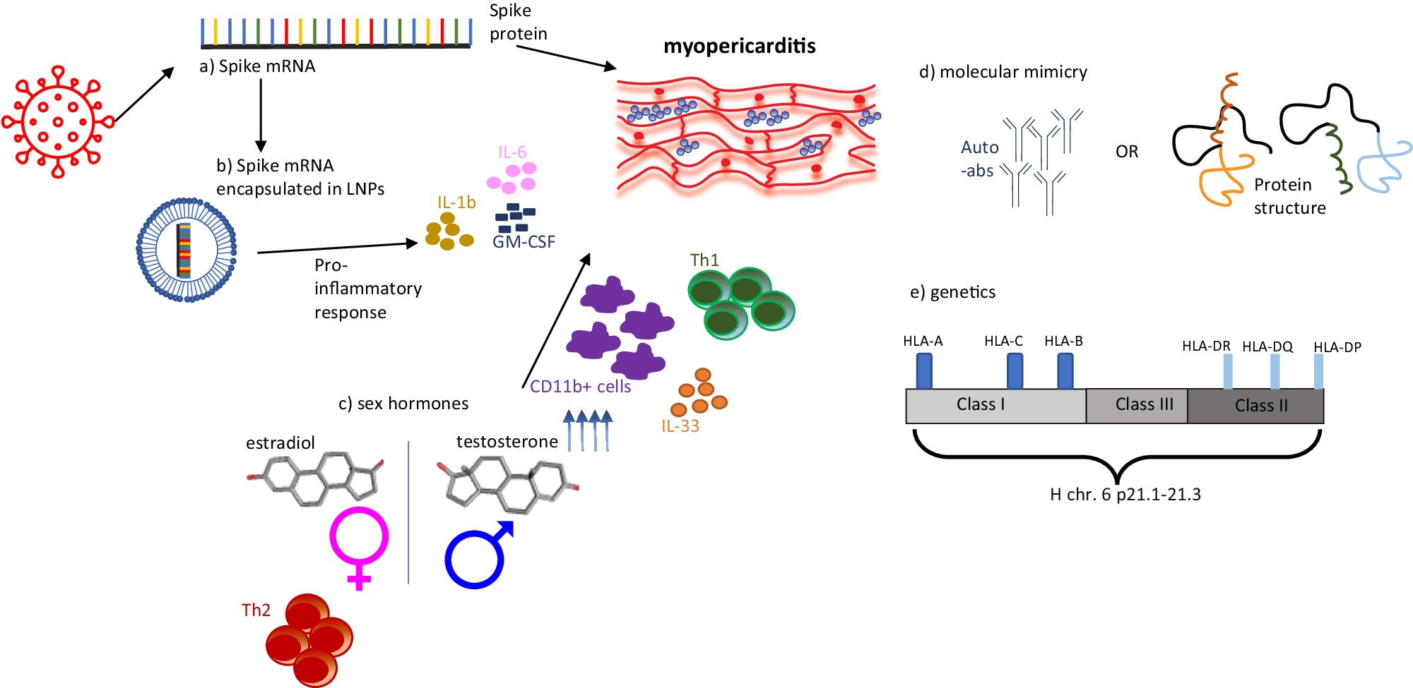 Myocarditis associated with COVID 19 vaccination npj Vaccines 