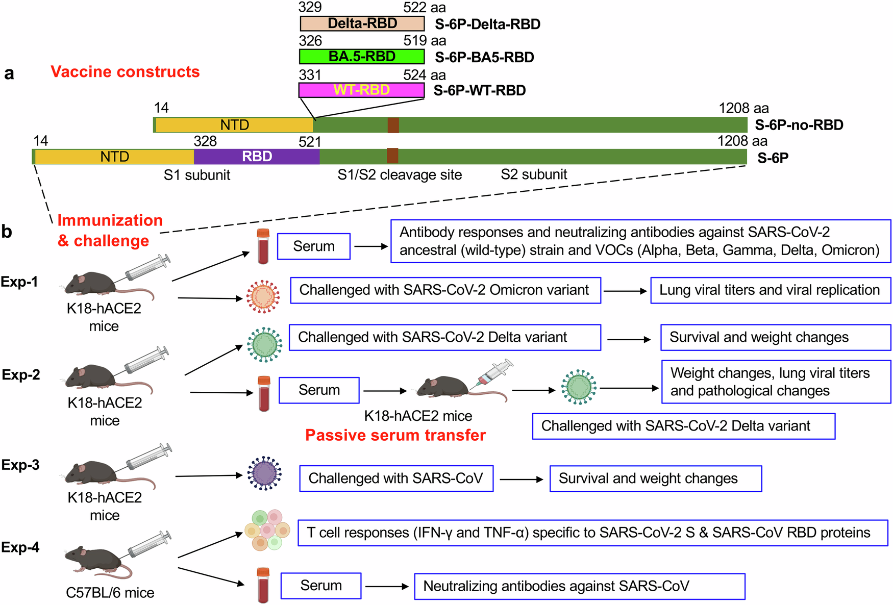 Universal subunit vaccine protects against multiple SARS-CoV-2 variants and  SARS-CoV | npj Vaccines