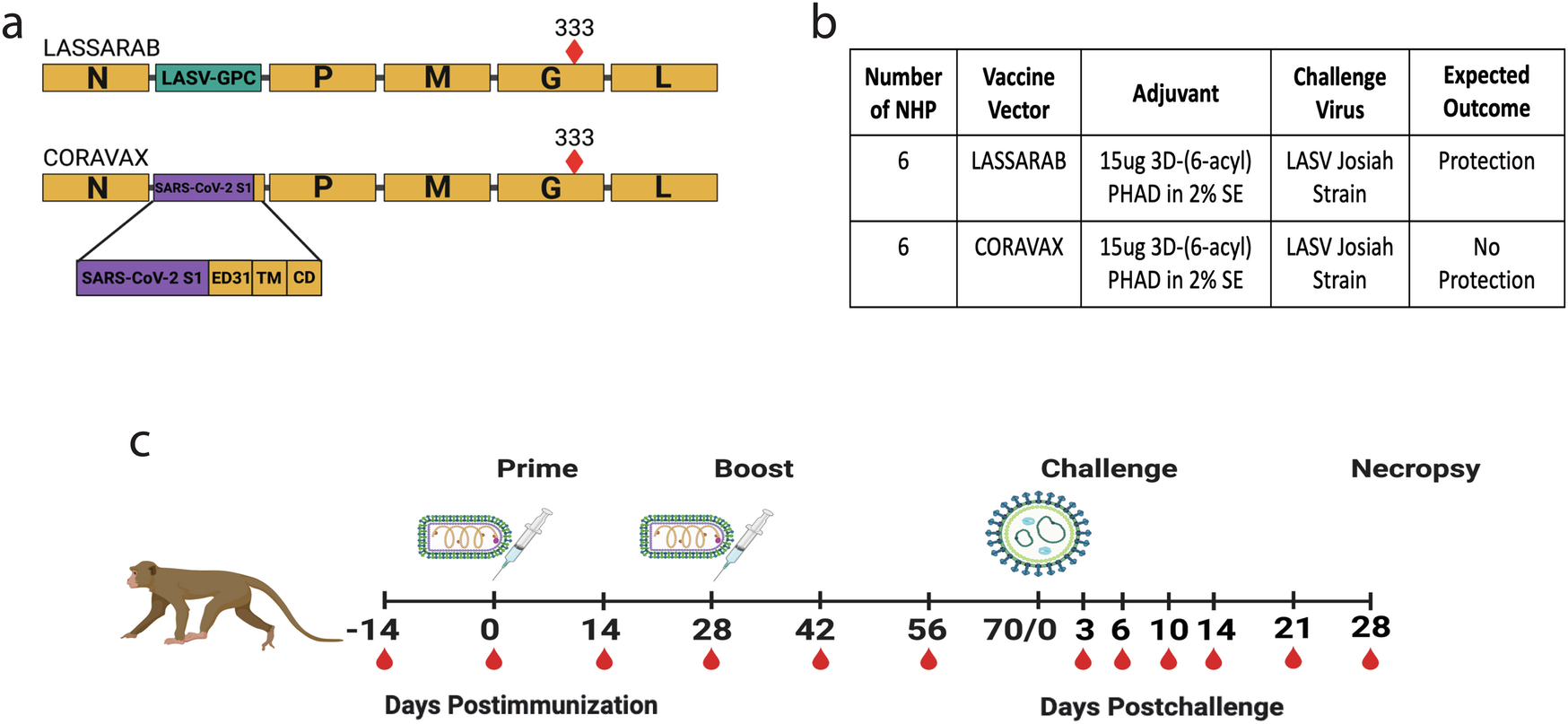 NIHが後援するラッサワクチンの臨床試験が開始される(NIH-sponsored trial of Lassa vaccine opens)
