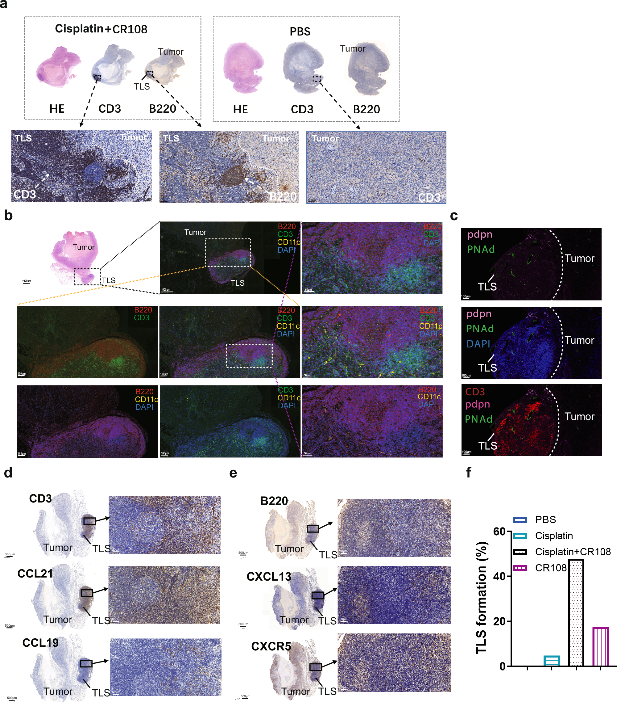 Fig. 2: Effects of cisplatin + CR108 combo therapy on the formation of TLS.