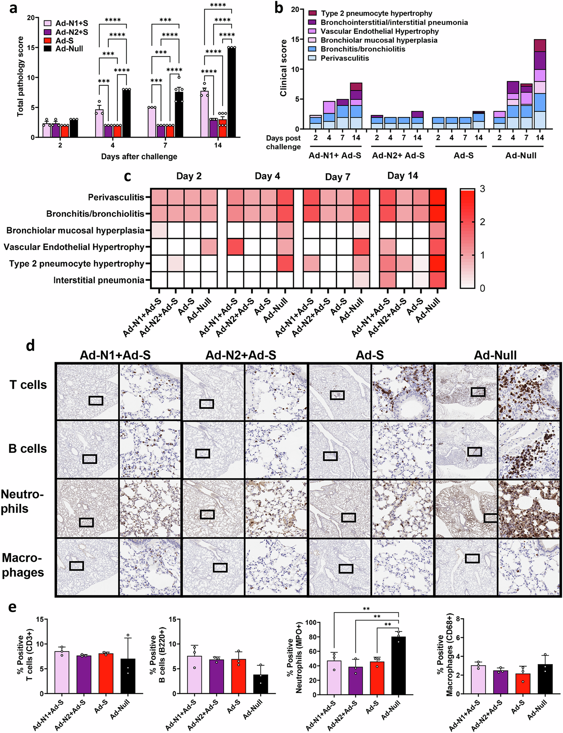 Fig. 8: Histopathology analysis of Ad-N1 + Ad-S and Ad-N2 + Ad-S immunized mice following SARS-CoV-2 challenge.