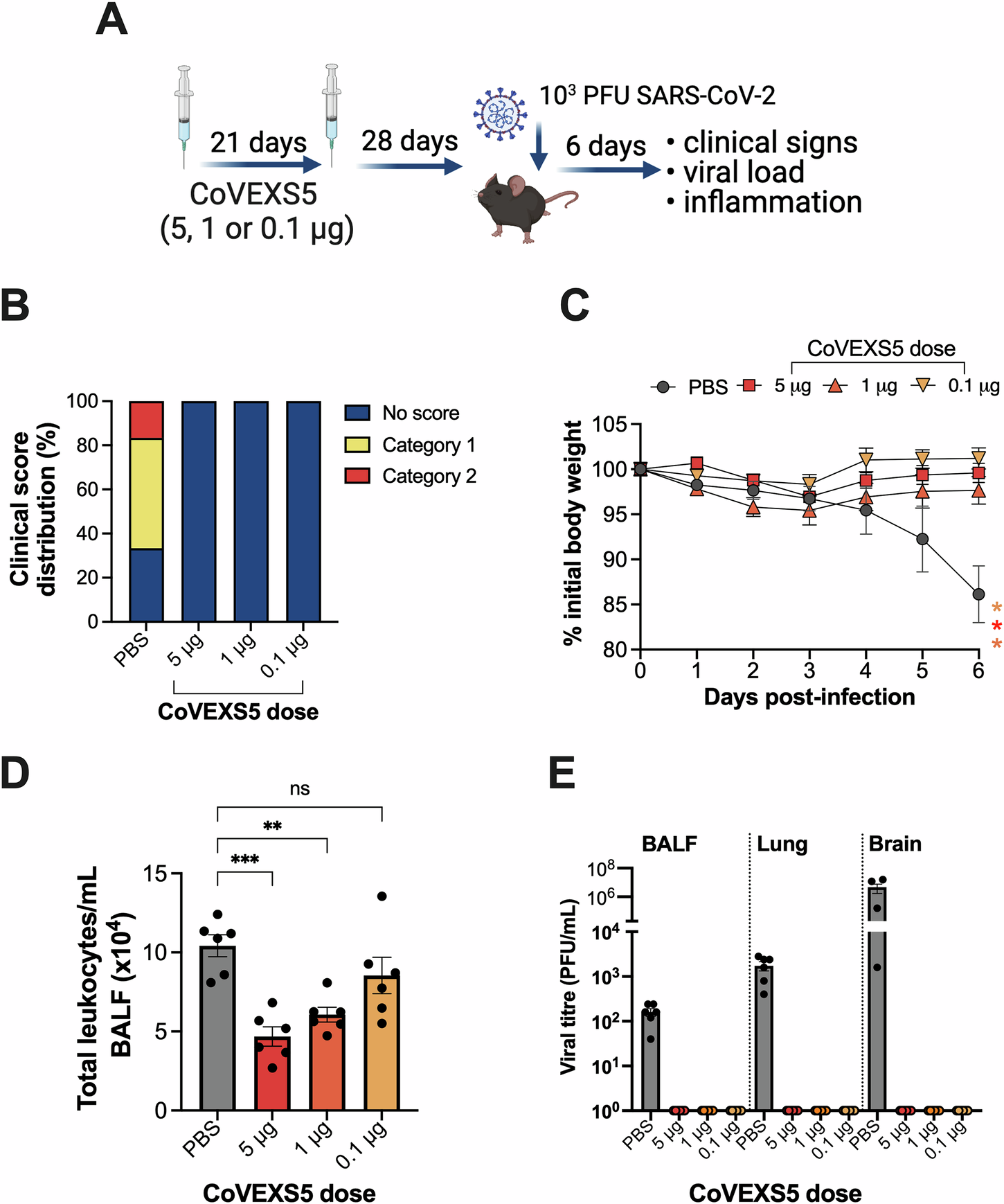 Fig. 2: CoVEXS5 protects against severe SARS-CoV-2 infection in mice.