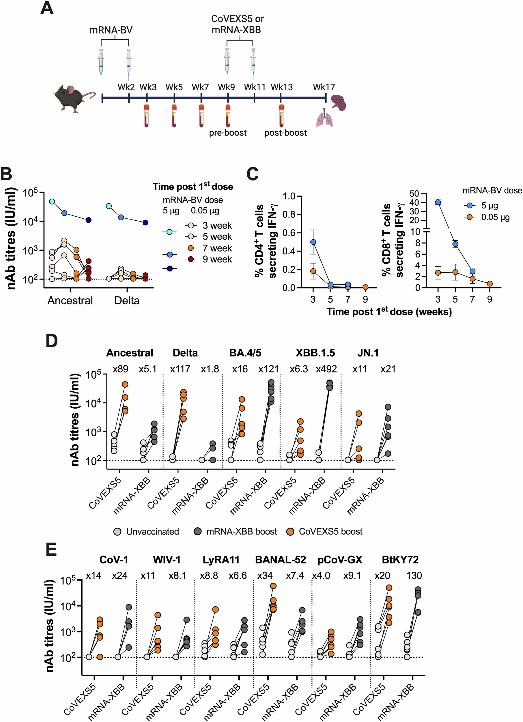 Fig. 4: Broad sarbecovirus immunity after CoVEXS5-boosting in mice.