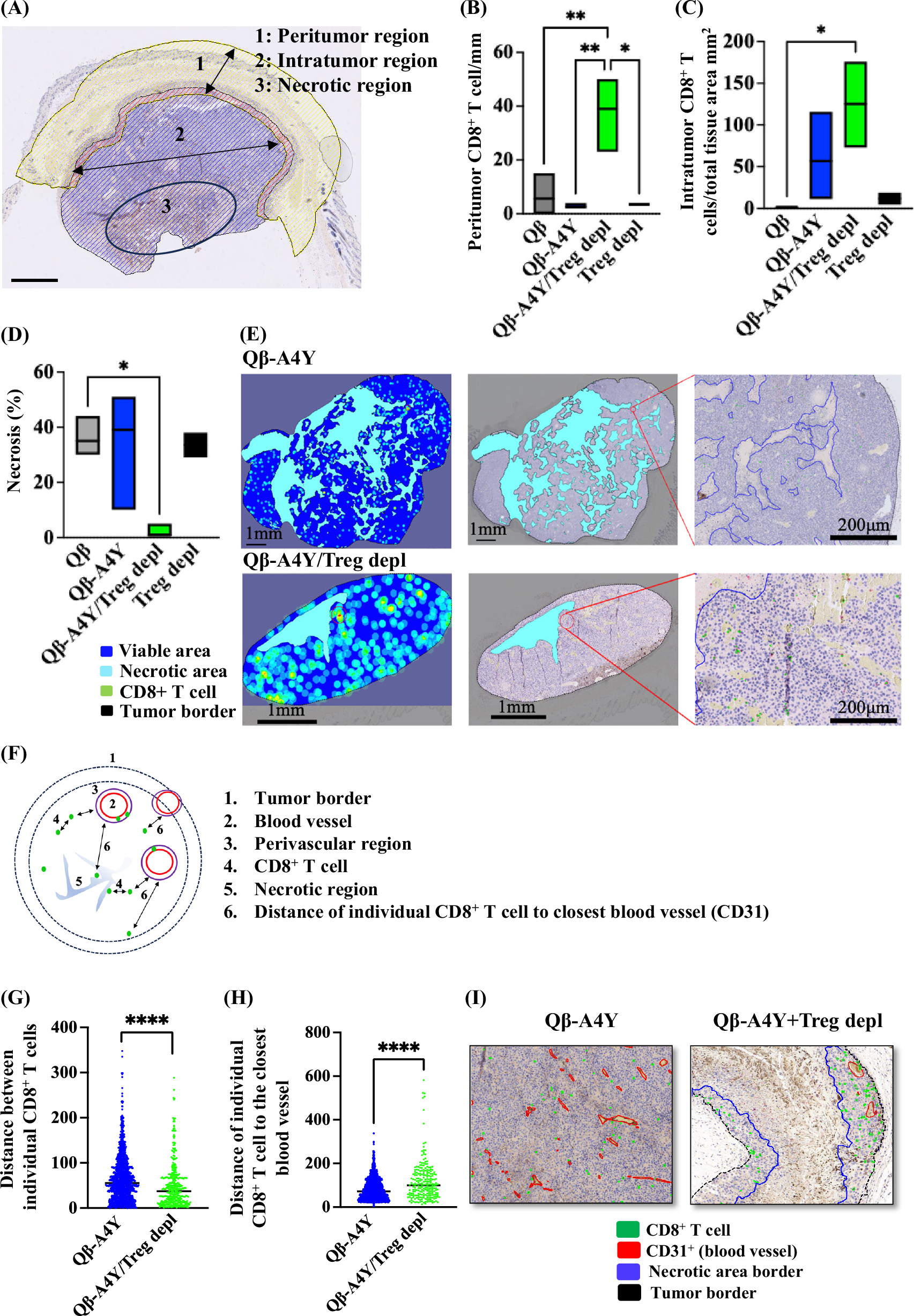 Fig. 5: Enhanced tumor infiltration by low-affinity T cells in the absence of Tregs.