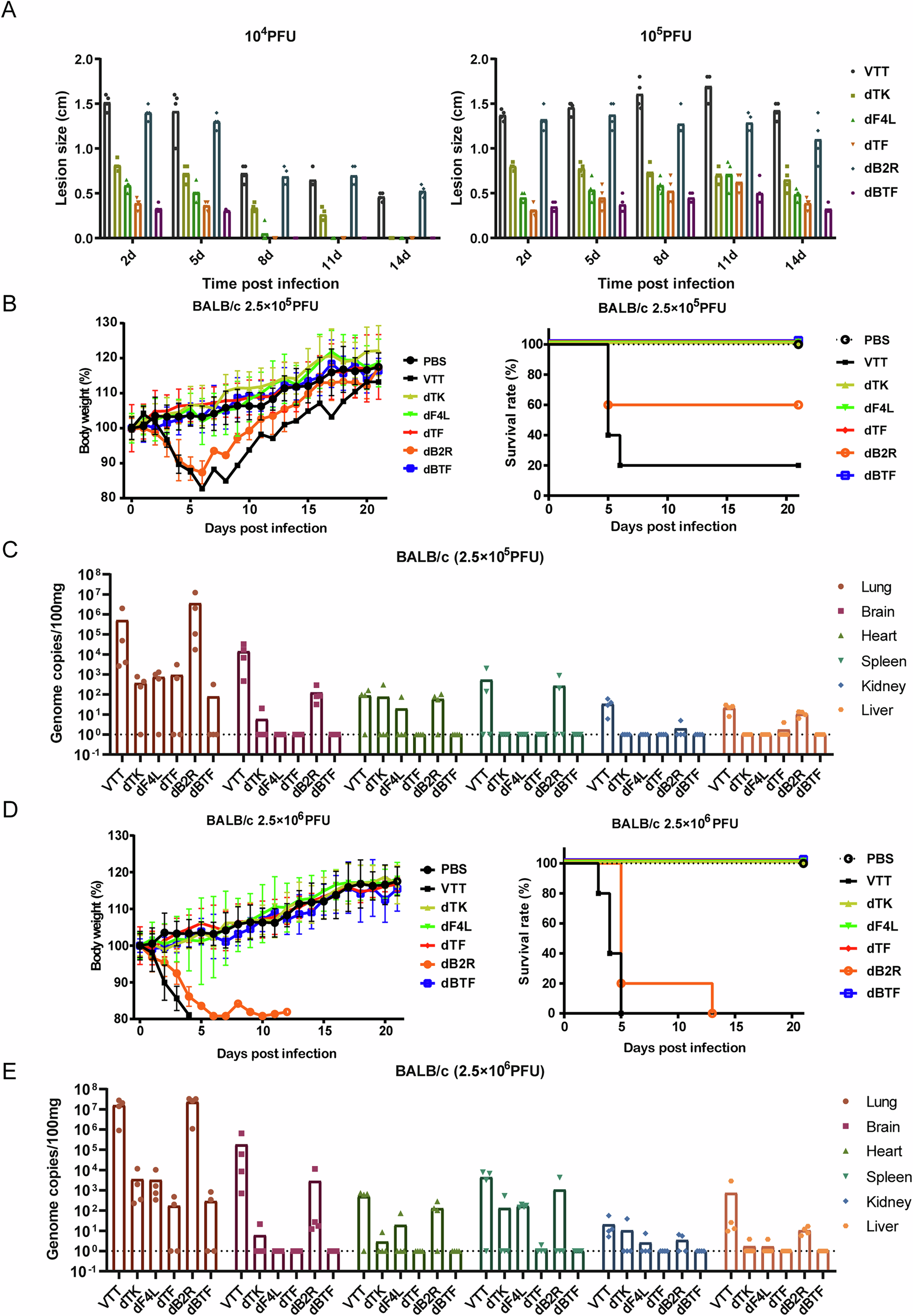 Fig. 2: In vivo attenuation of the triple-deletion virus dBTF.
