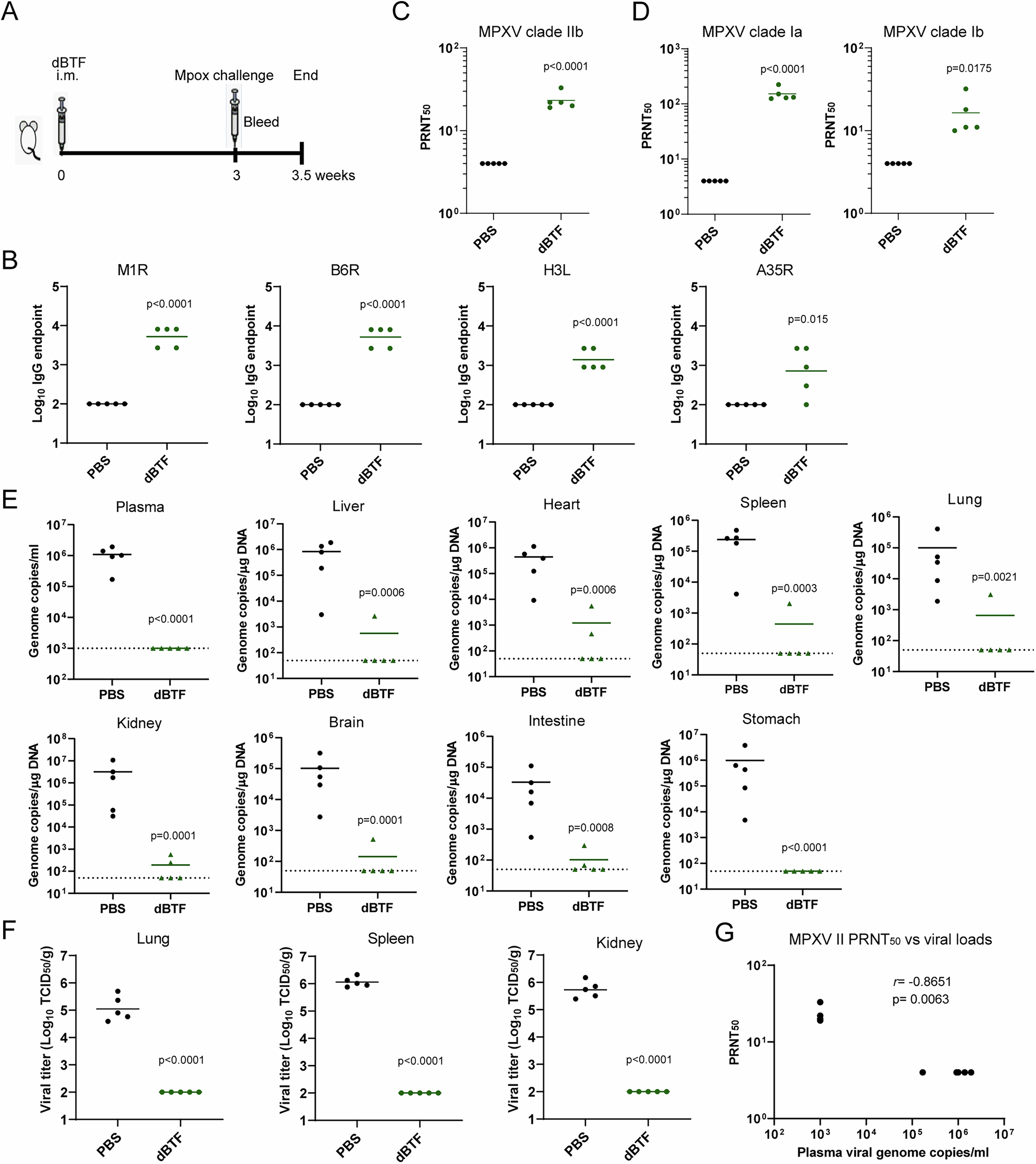 Fig. 5: Single dose of dBTF protects mice from mpox disease.