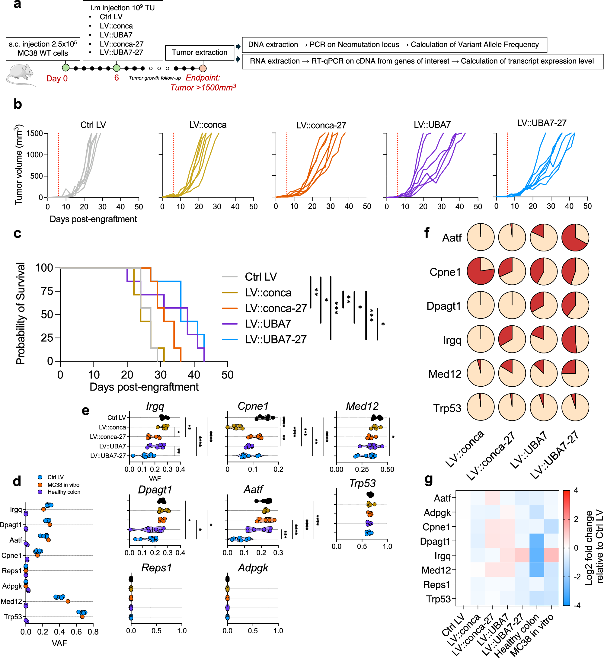 Fig. 6: Therapeutic vaccination specifically eliminated MC38 WT tumor cells bearing the targeted neo-mutations.