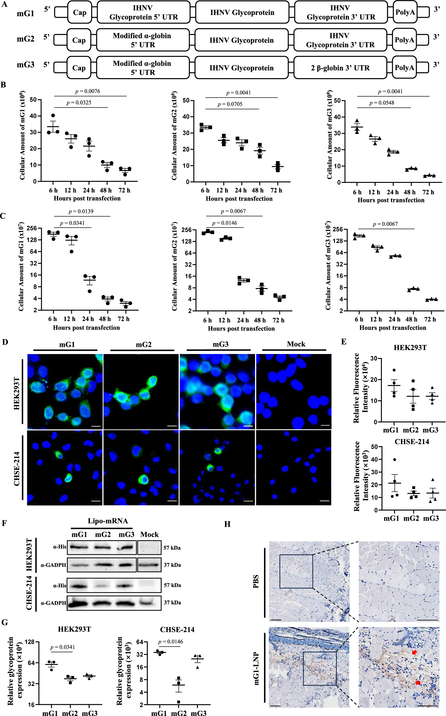 Fig. 2: Validation of mRNA vaccines encoding glycoprotein ex vivo.
