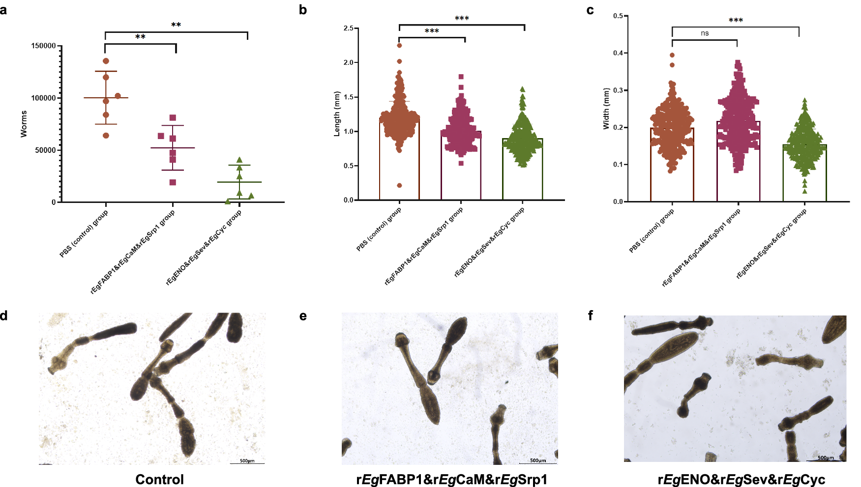 Fig. 2: Assessment of vaccine-induced protection against E. granulosus infection in dogs.