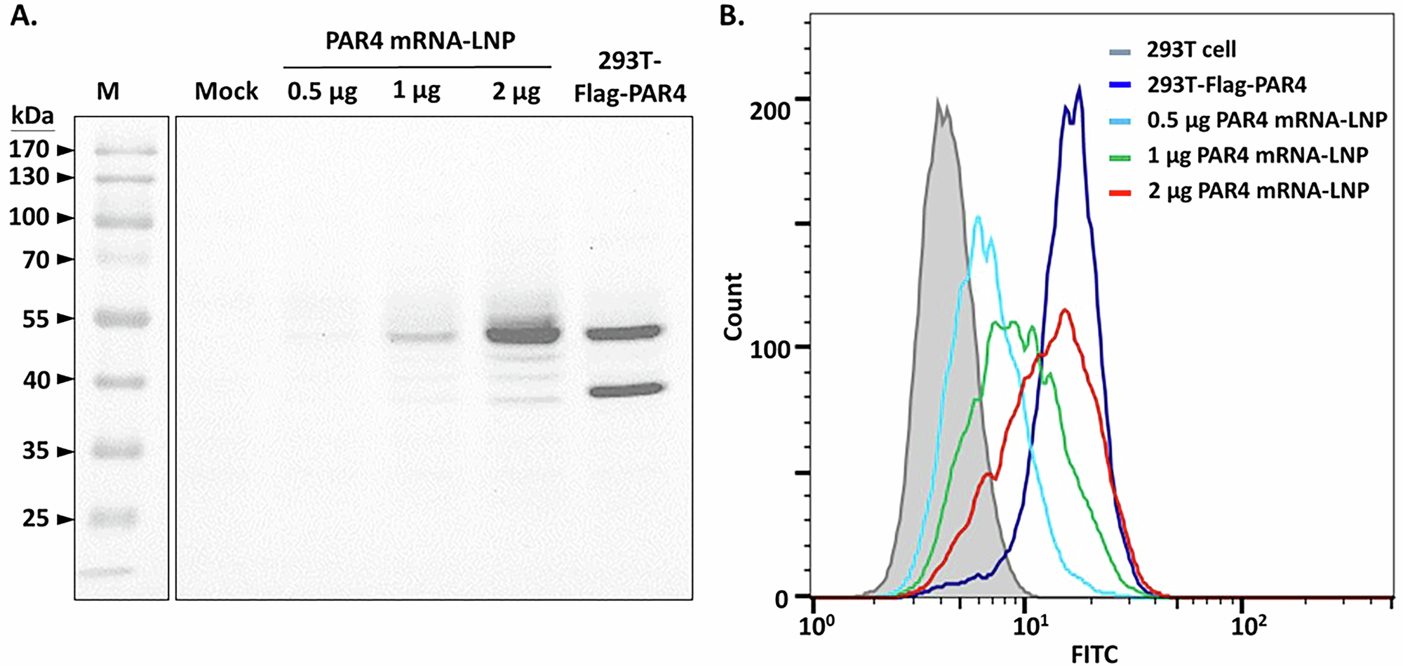 Fig. 3: PAR4 surface expression following PAR4-mRNA-LNP transfection.