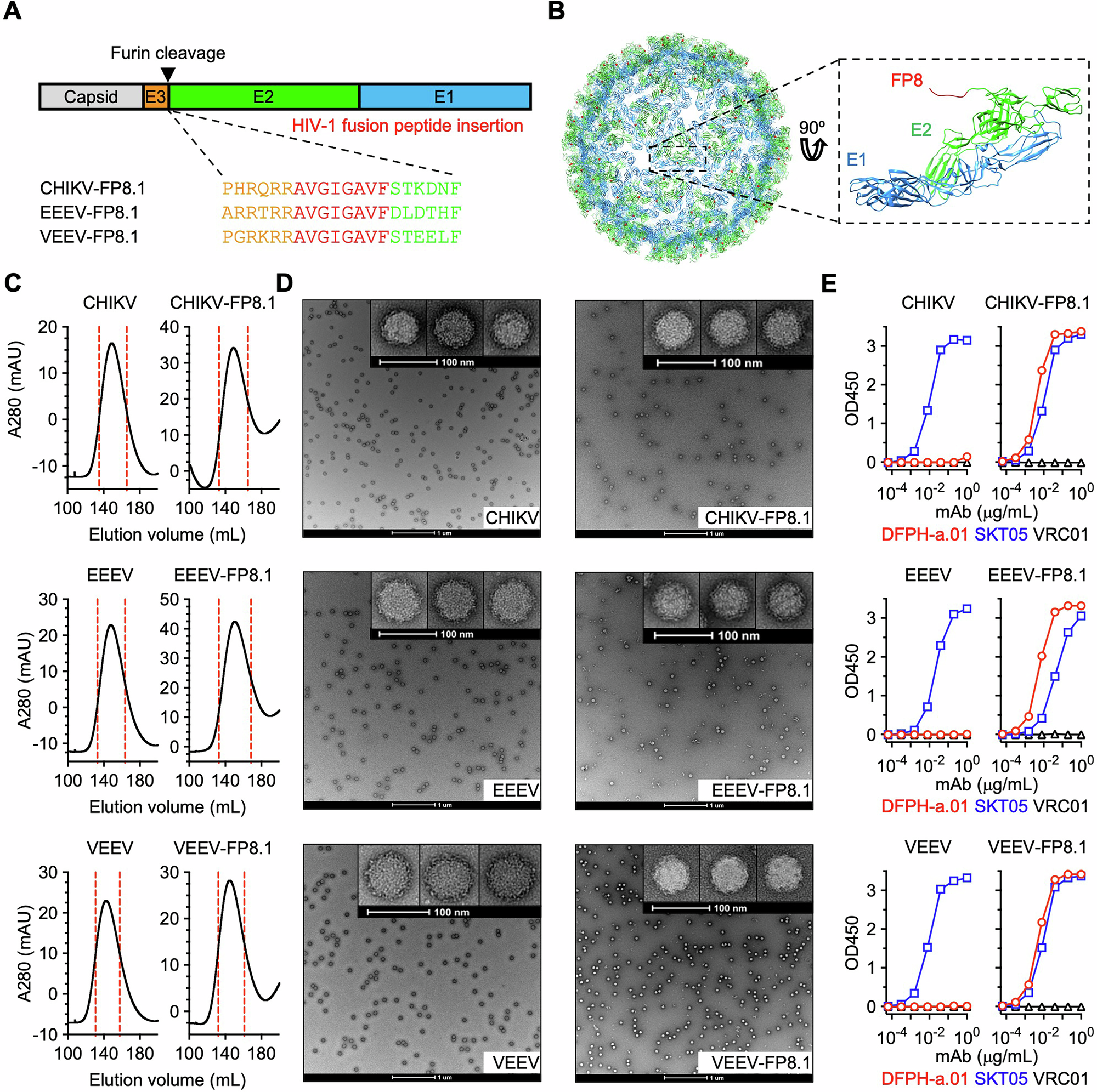 Novel HIV-1 fusion peptide immunogens using glycan-engineered 