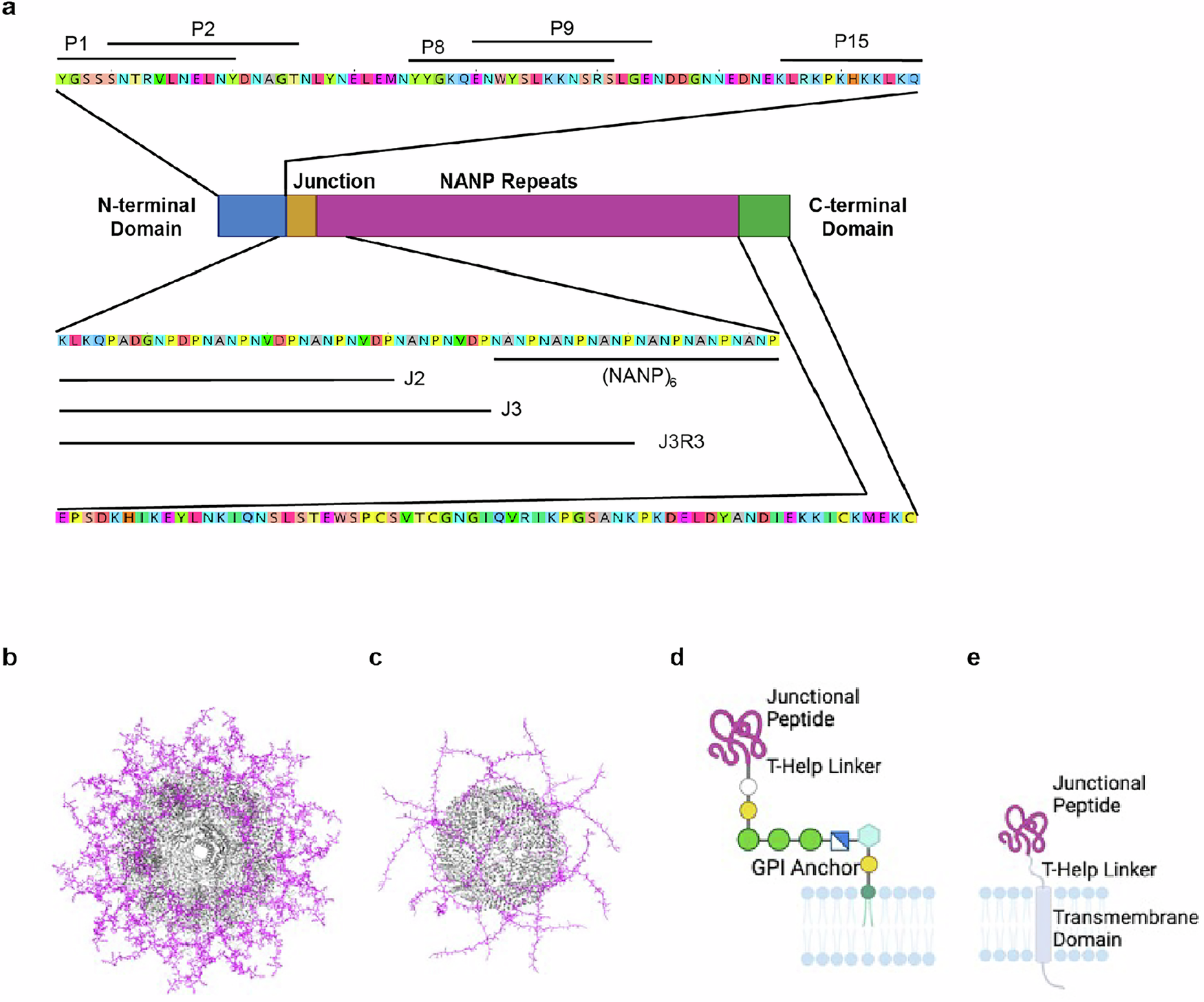 Fig. 1: Circumsporozoite Epitope Regions.