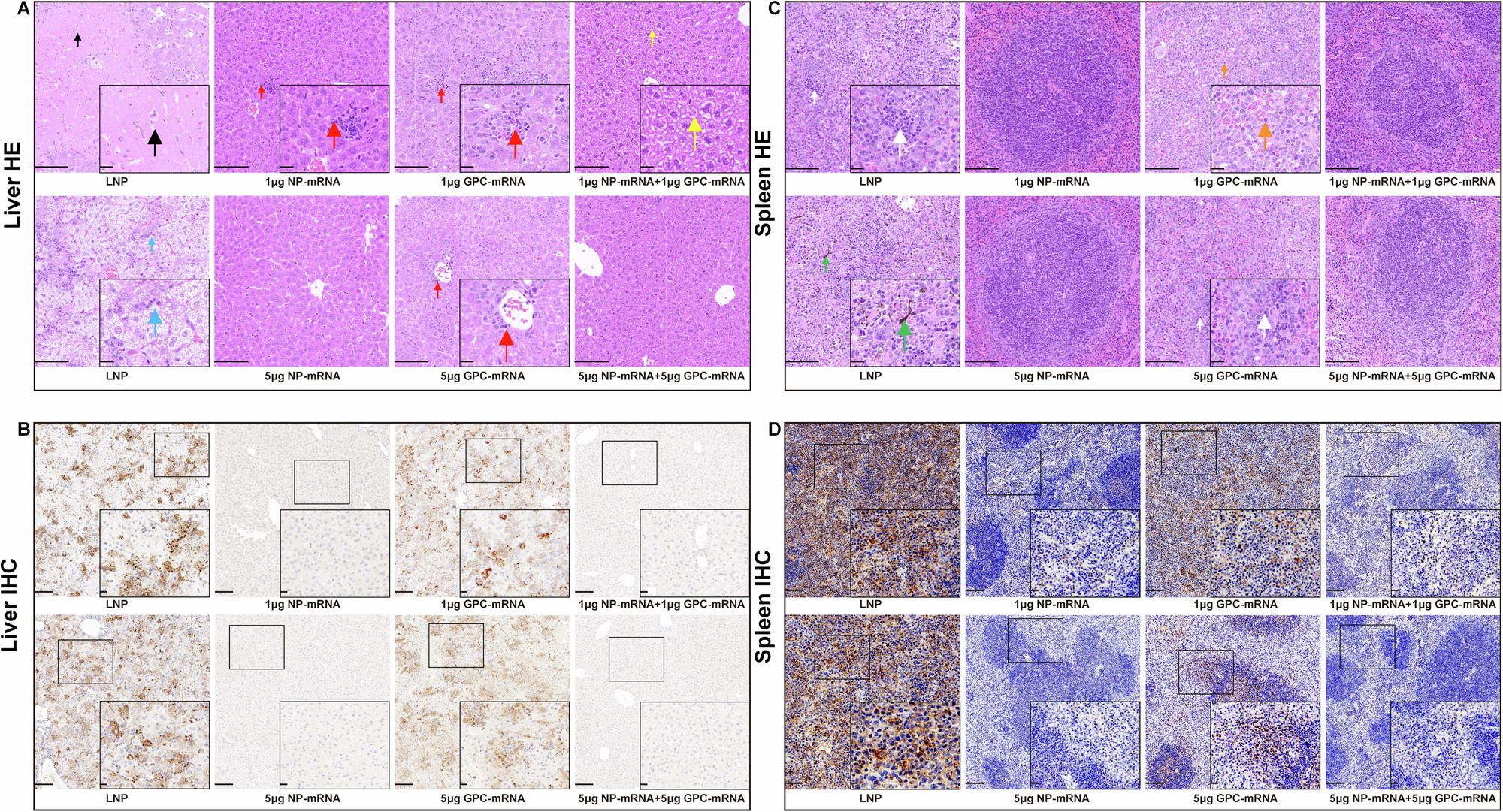 Fig. 3: mRNA-NP vaccination mitigates liver and spleen pathology in Ifnar1−/− mice following CCHFV infection.