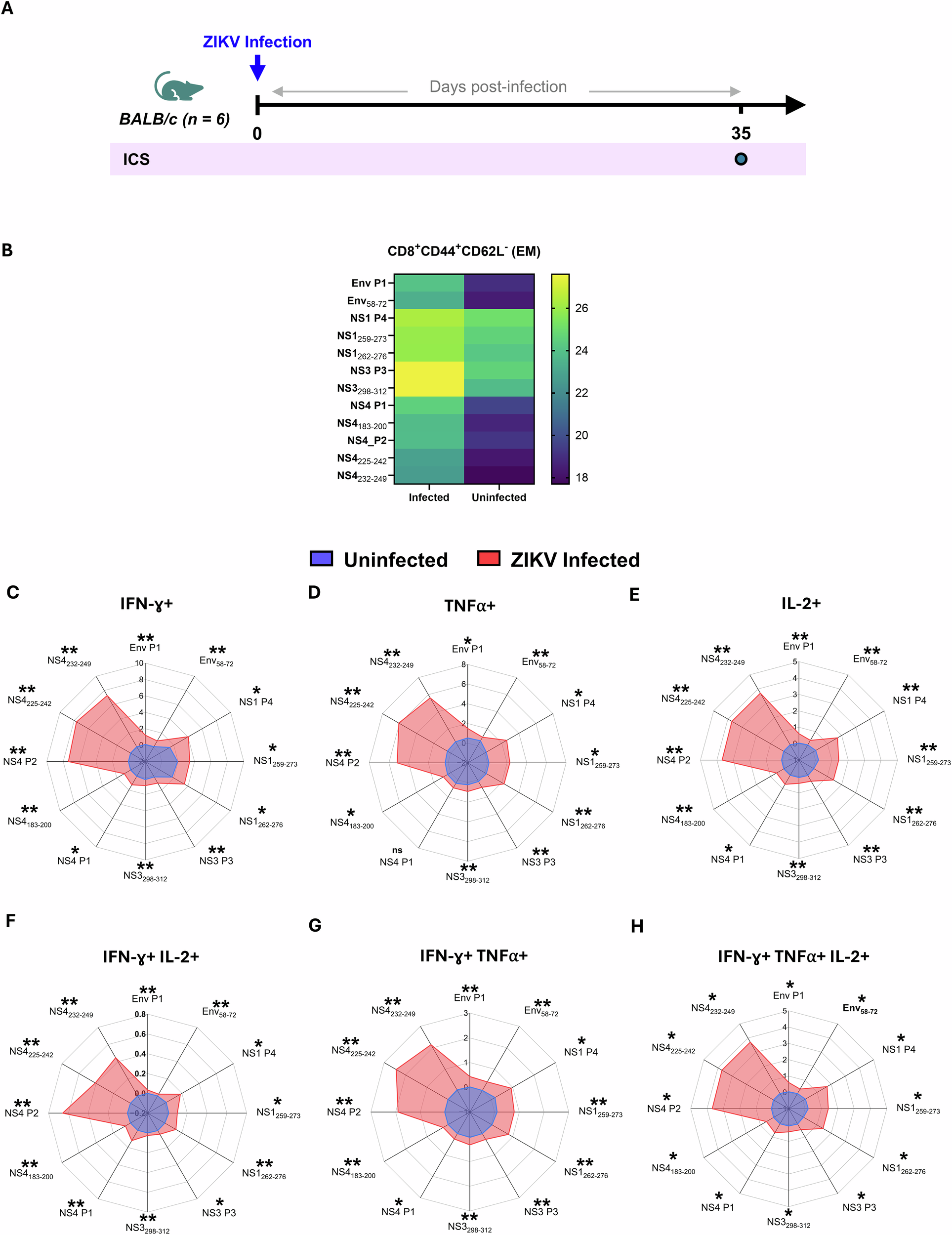 Fig. 4: ZIKV infection elicits polyfunctional CD8⁺ effector memory T cell responses.