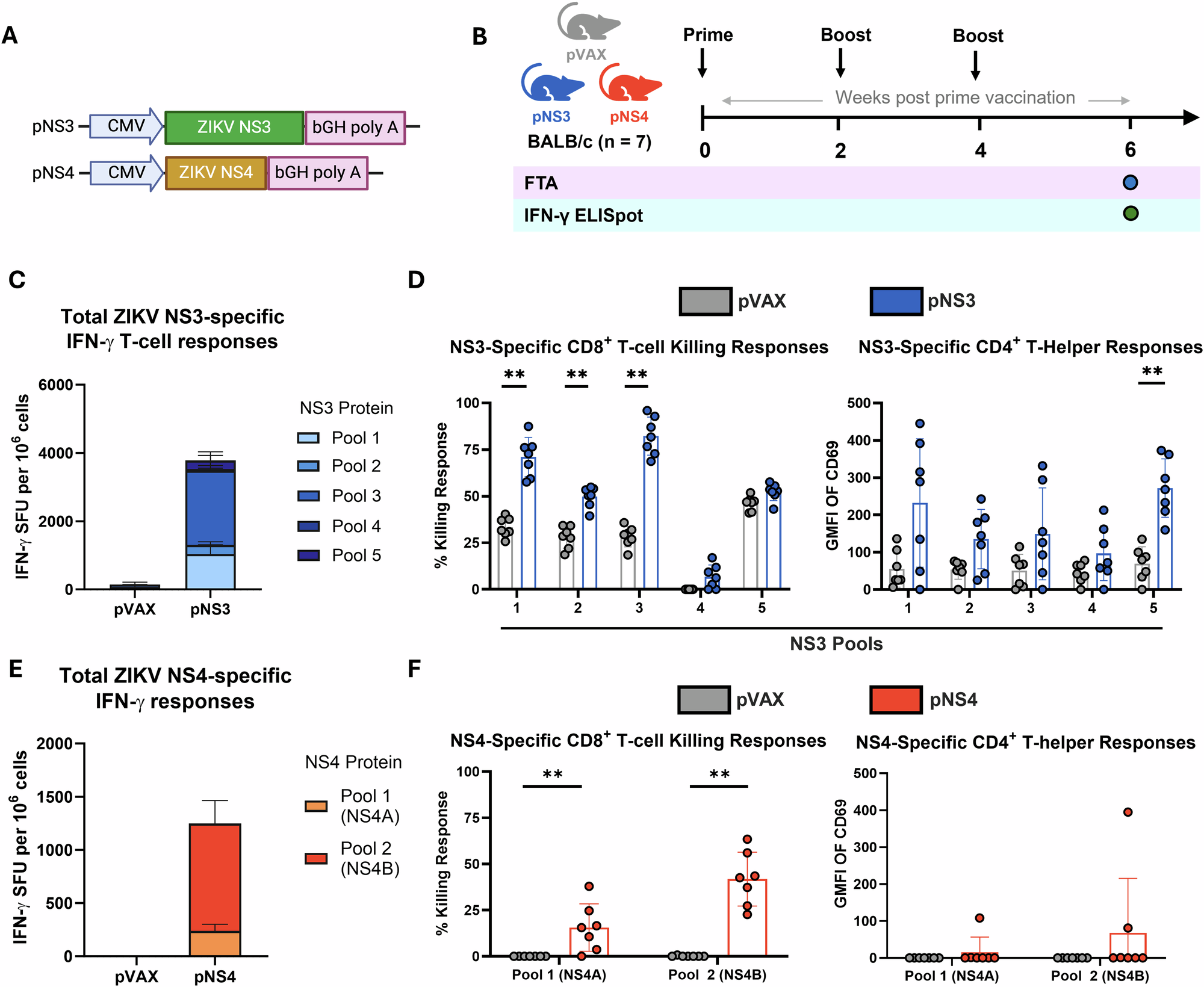 Fig. 5: pNS3 and pNS4 DNA vaccines elicit robust CD8⁺ T cell responses against ZIKV non-structural proteins.