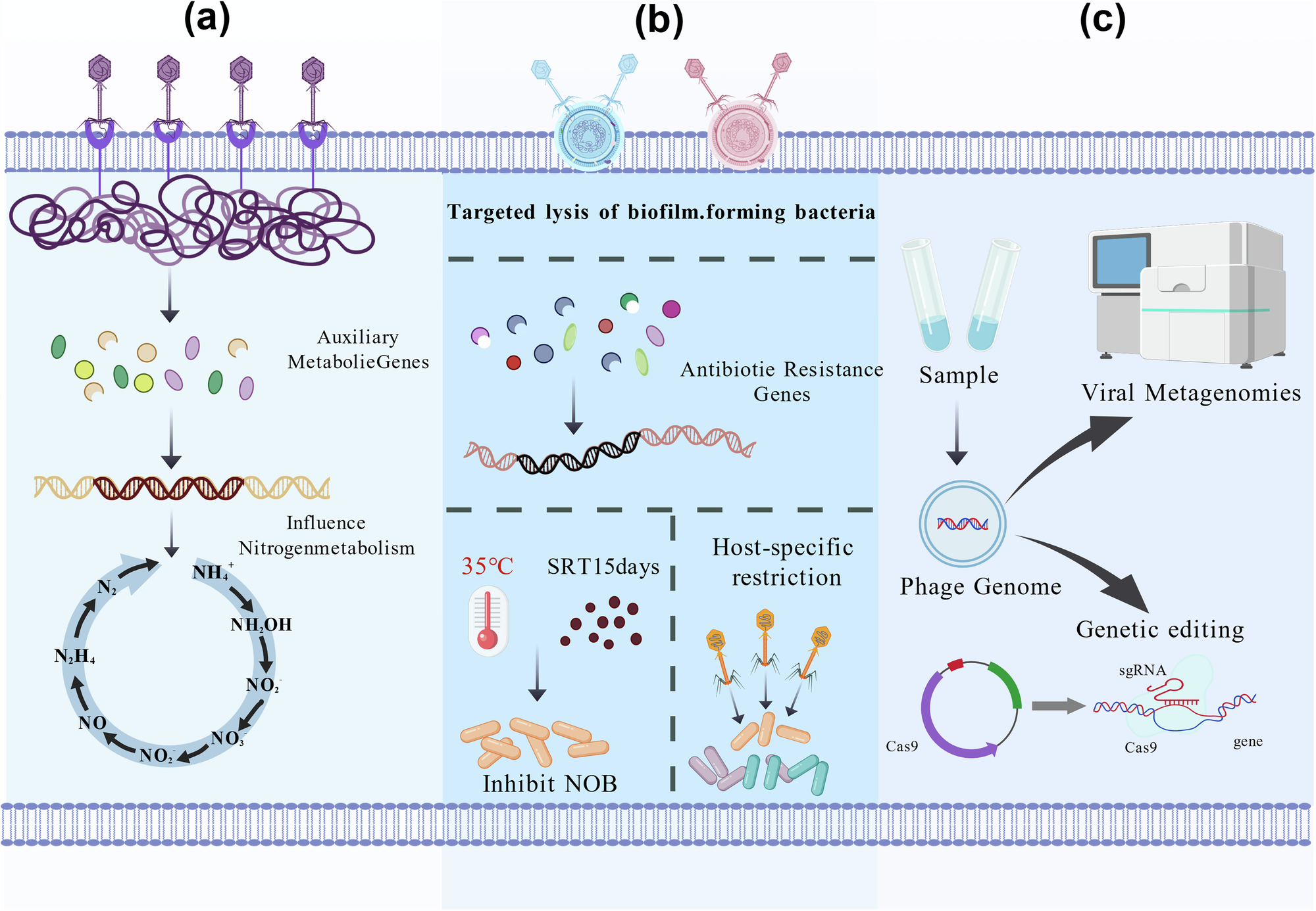 Fig. 3: Integrated framework for phage-based NOB control in PN/A systems: Engineering, implementation, and biosafety.