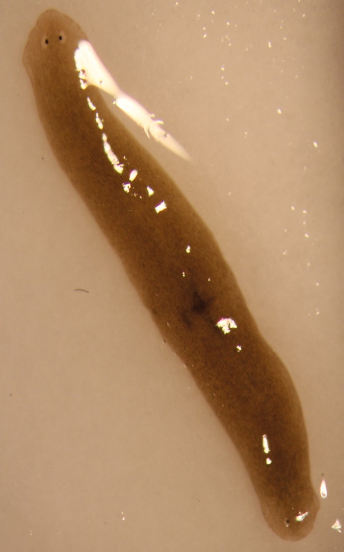 Microgravity: Space worms with two heads | Nature Astronomy