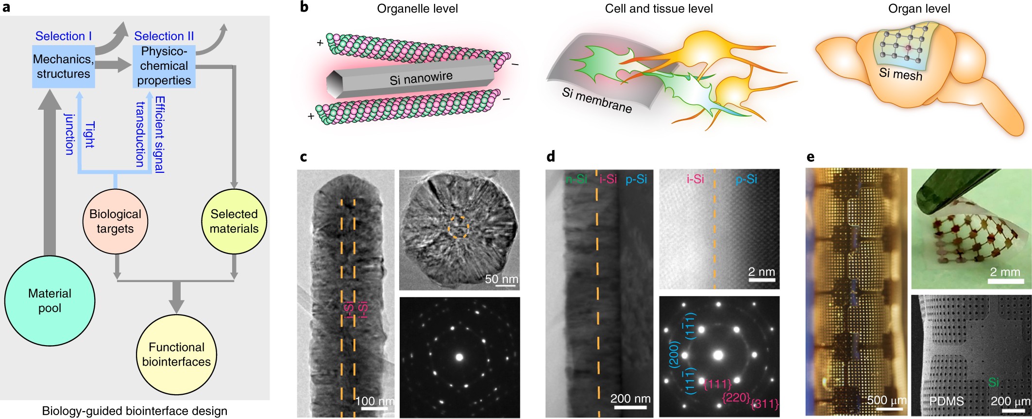 Rational Design Of Silicon Structures For Optically Controlled Multiscale Biointerfaces Nature Biomedical Engineering