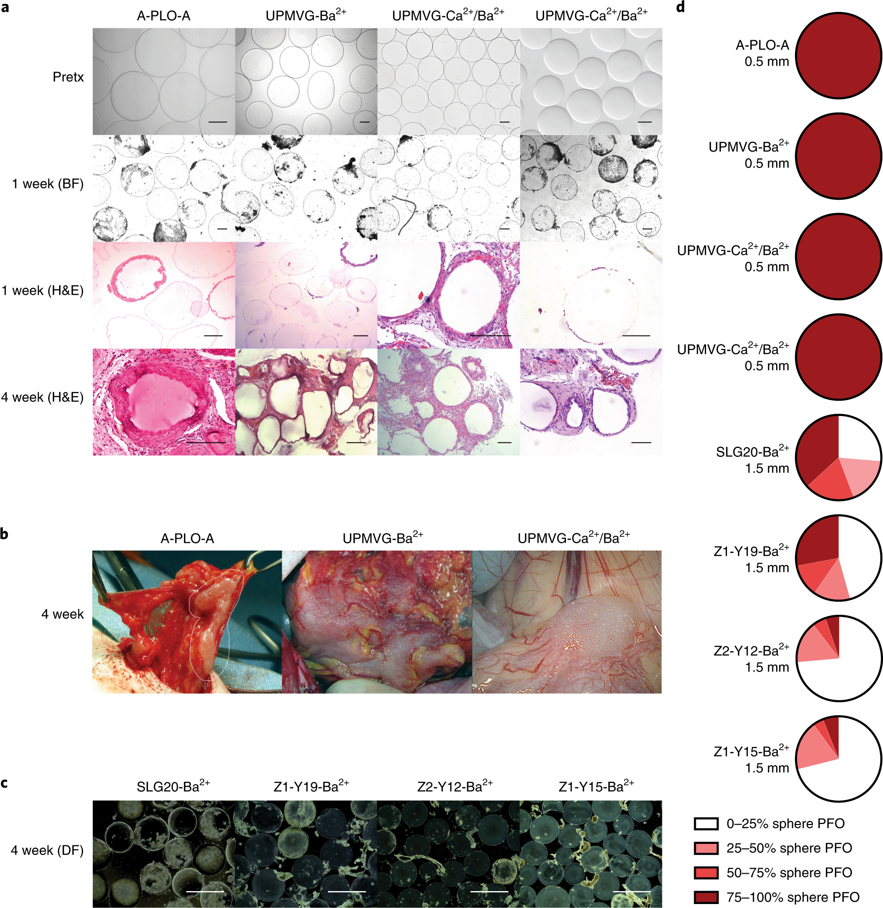 Alginate encapsulation as long-term immune protection of allogeneic  pancreatic islet cells transplanted into the omental bursa of macaques |  Nature Biomedical Engineering