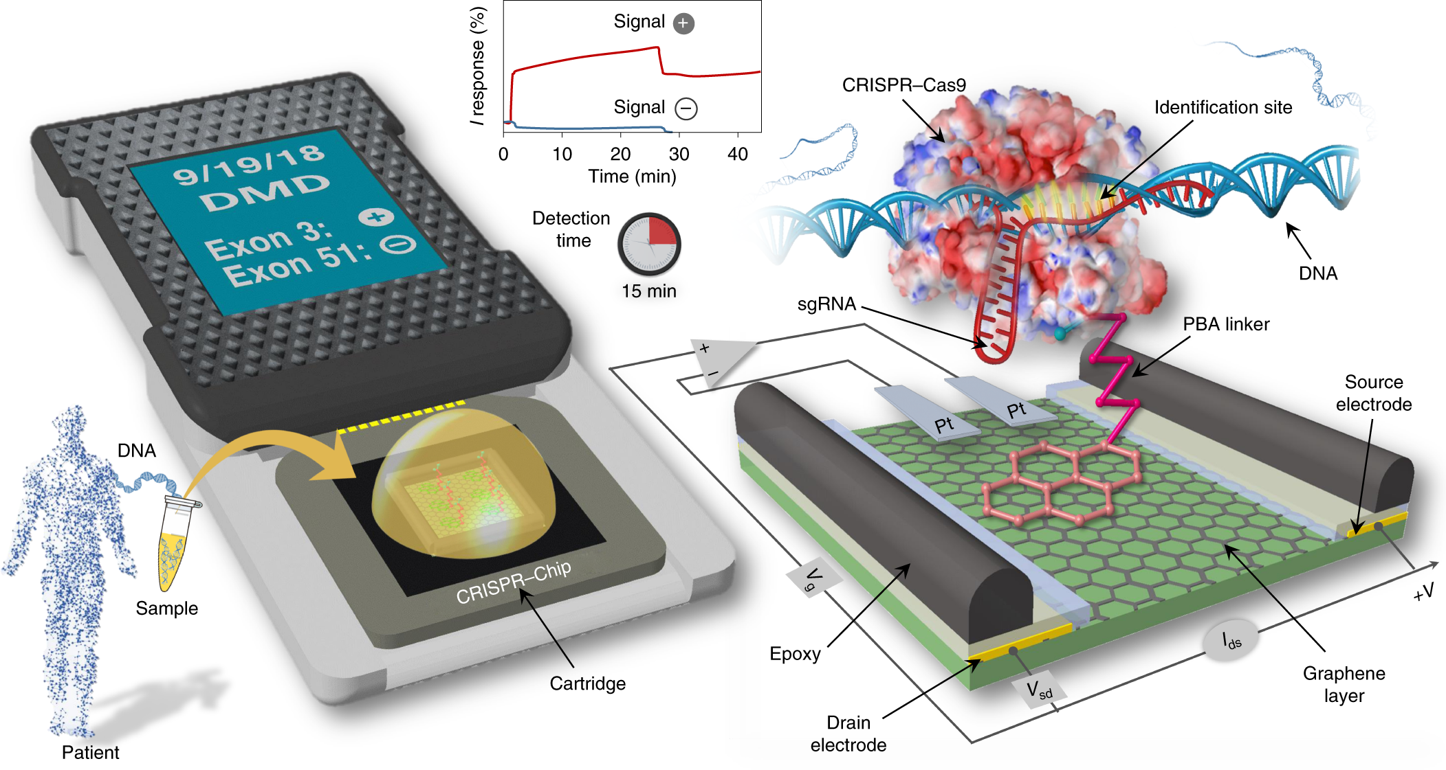 Upcoming Opportunities in CRISPR Isothermal Amplification Gene Detection Technology Market Will Continue to Boom in the World of Rising Business Opportunities with Prominent Investment, Forecast to 2030