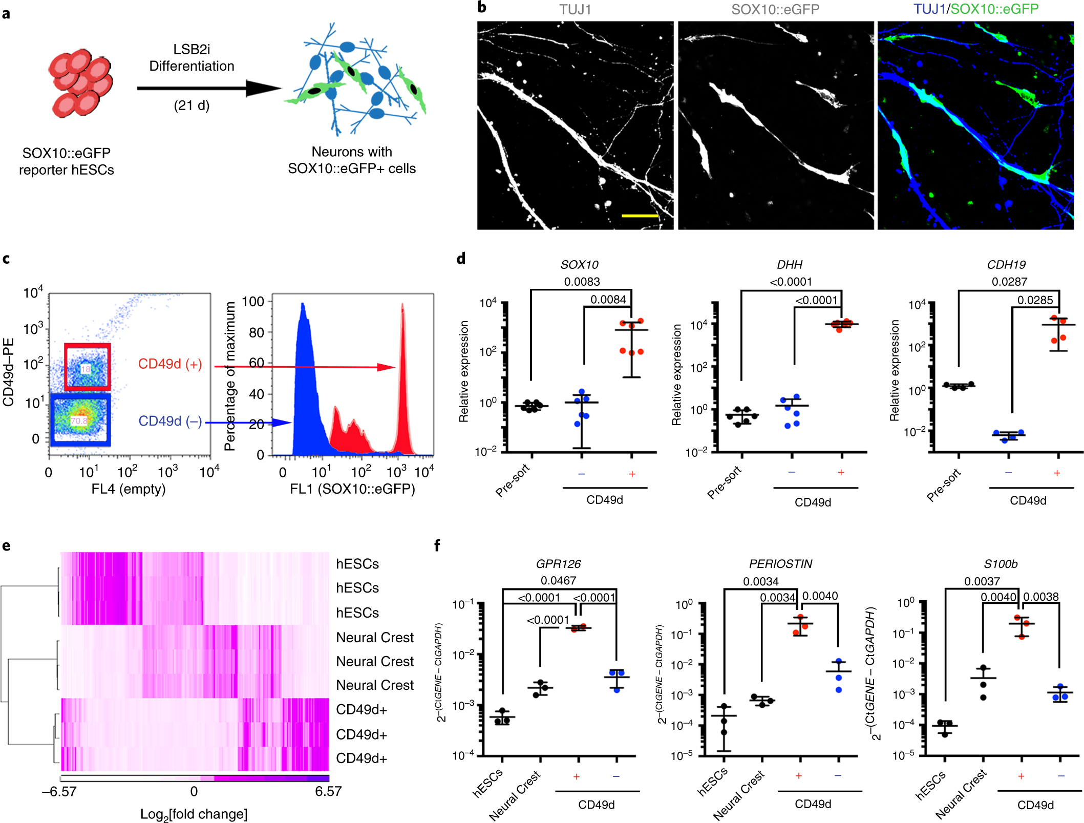 Comparison Of Three Congruent Patient Specific Cell Types For The Modelling Of A Human Genetic Schwann Cell Disorder Nature Biomedical Engineering Comparison Of Three Congruent Patient Specific Cell Types For The Modelling Of A Human Genetic Schwann Cell Disorder Nature Biomedical Engineering