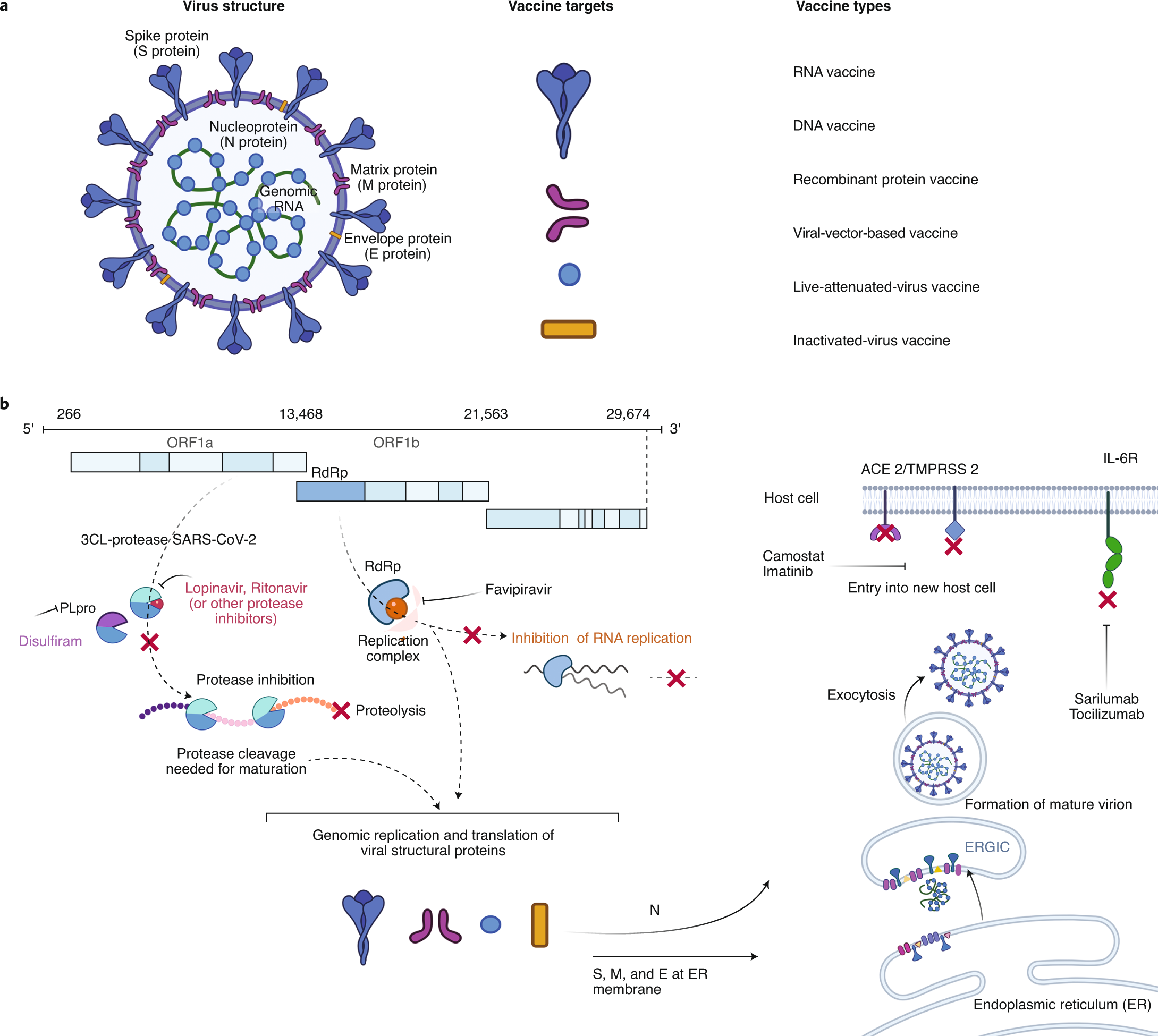 Antibodies and Vaccines as Drugs for COVID-19