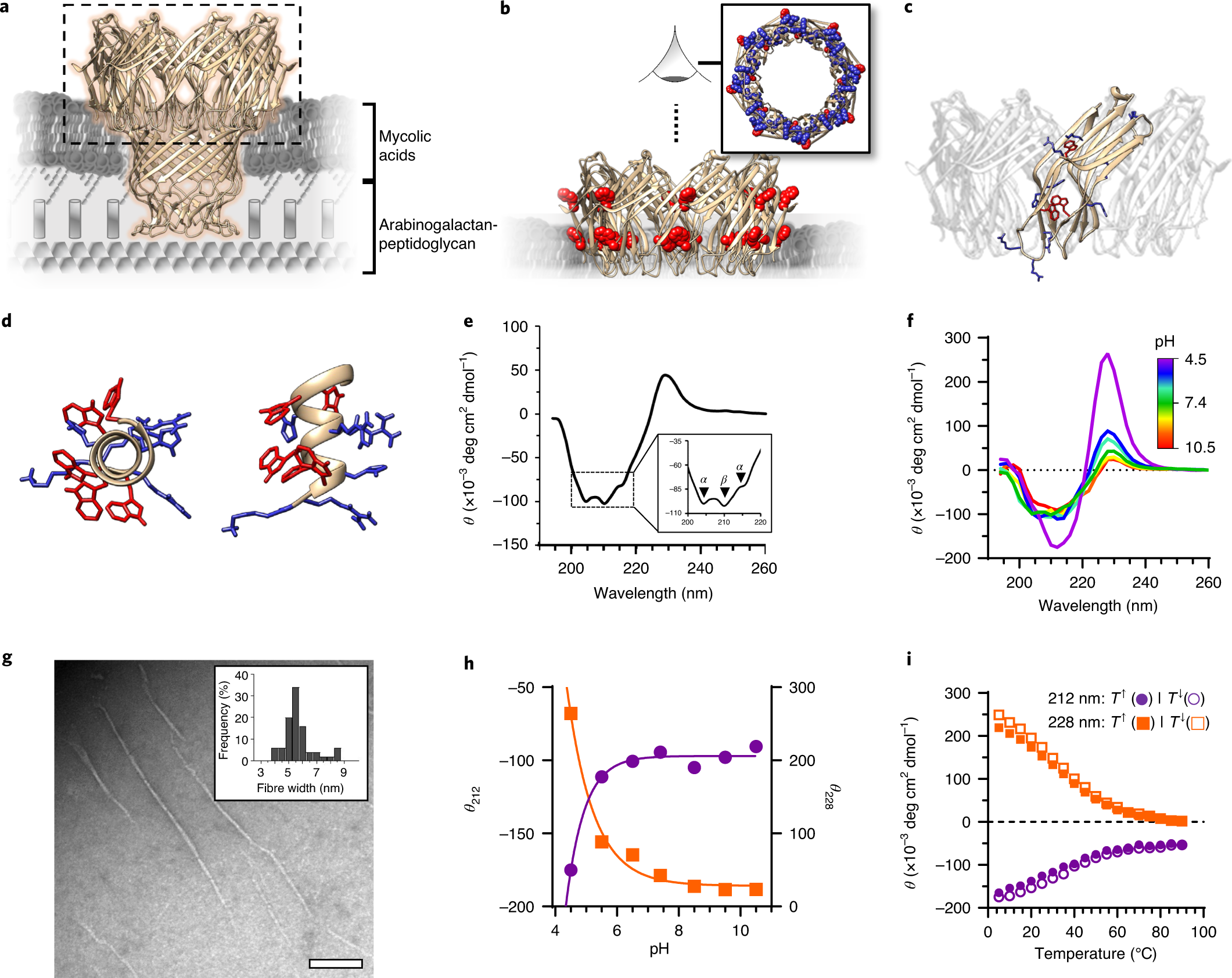 Pathogen-specific antimicrobials engineered de novo through  membrane-protein biomimicry | Nature Biomedical Engineering
